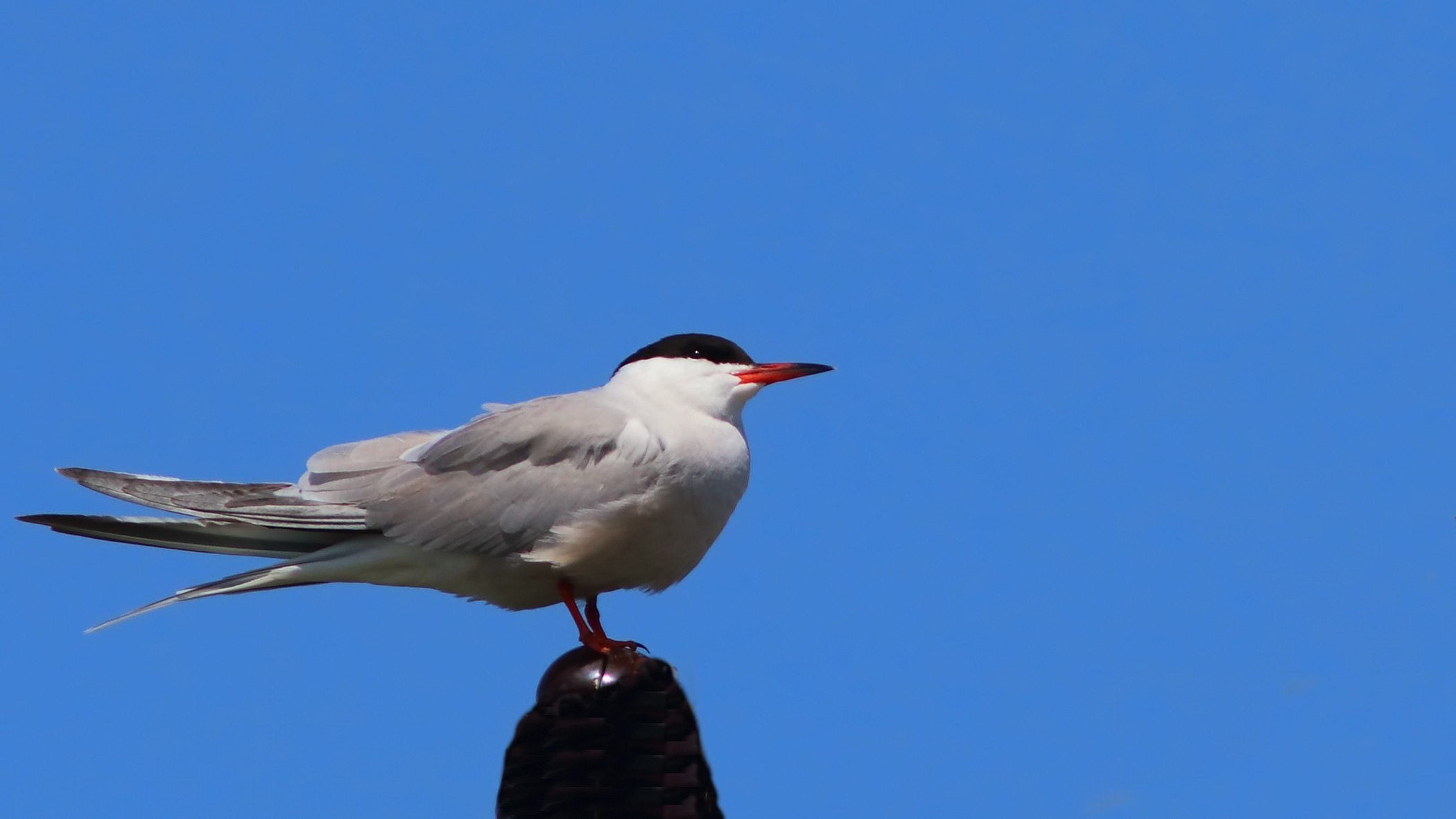 Common Tern