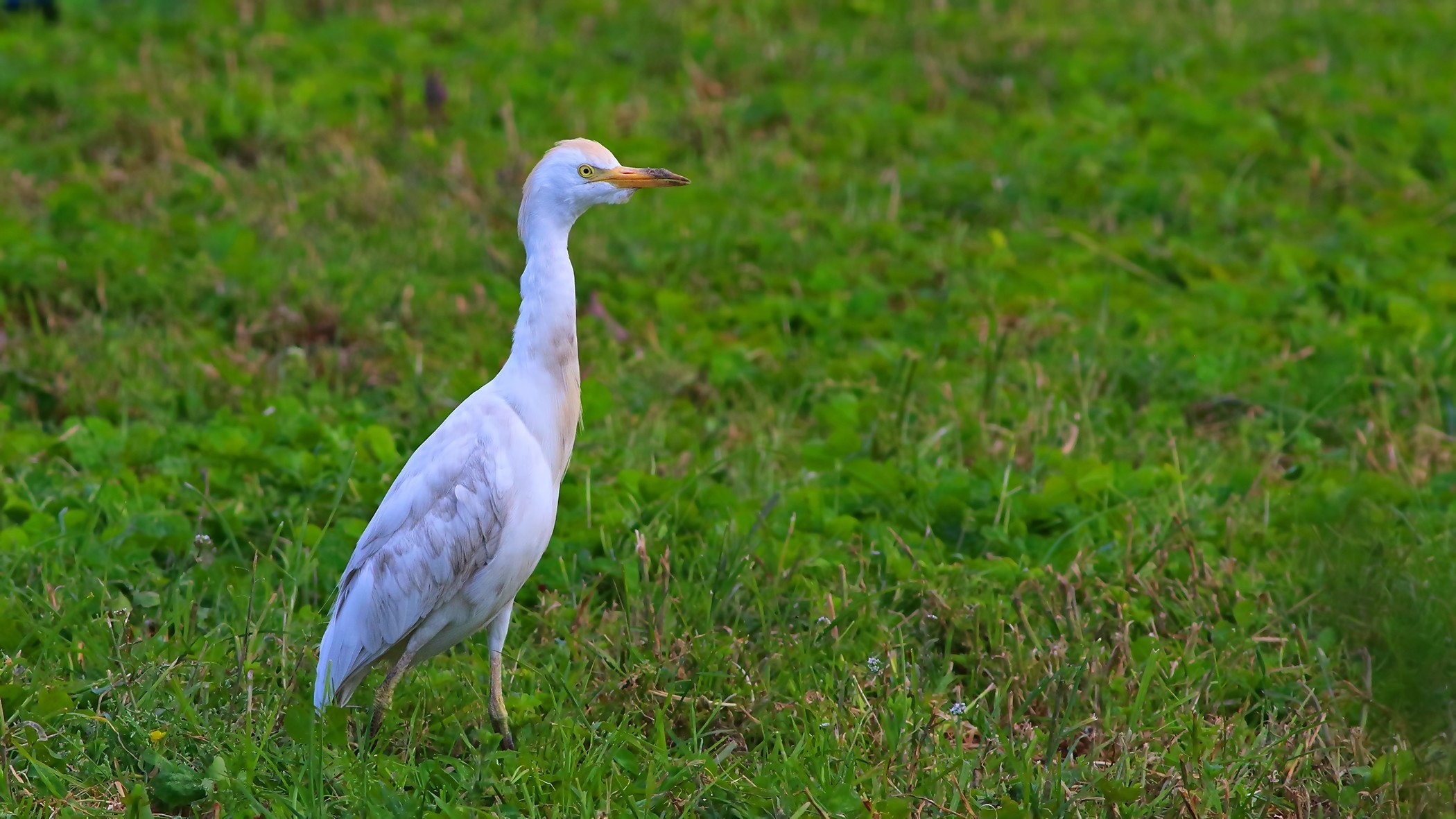 Cattle Egret