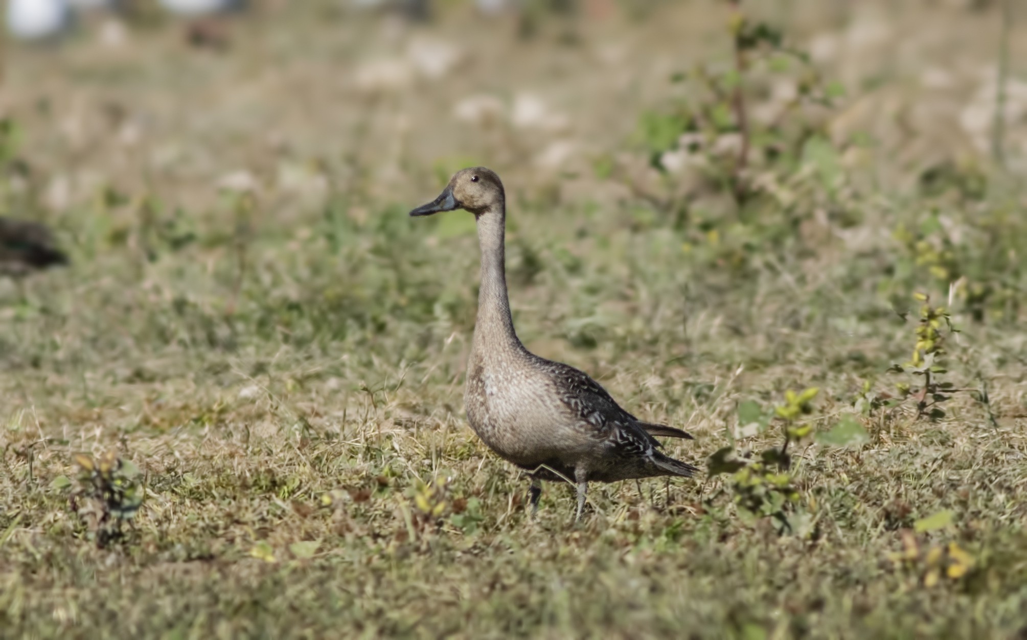 Gadwall