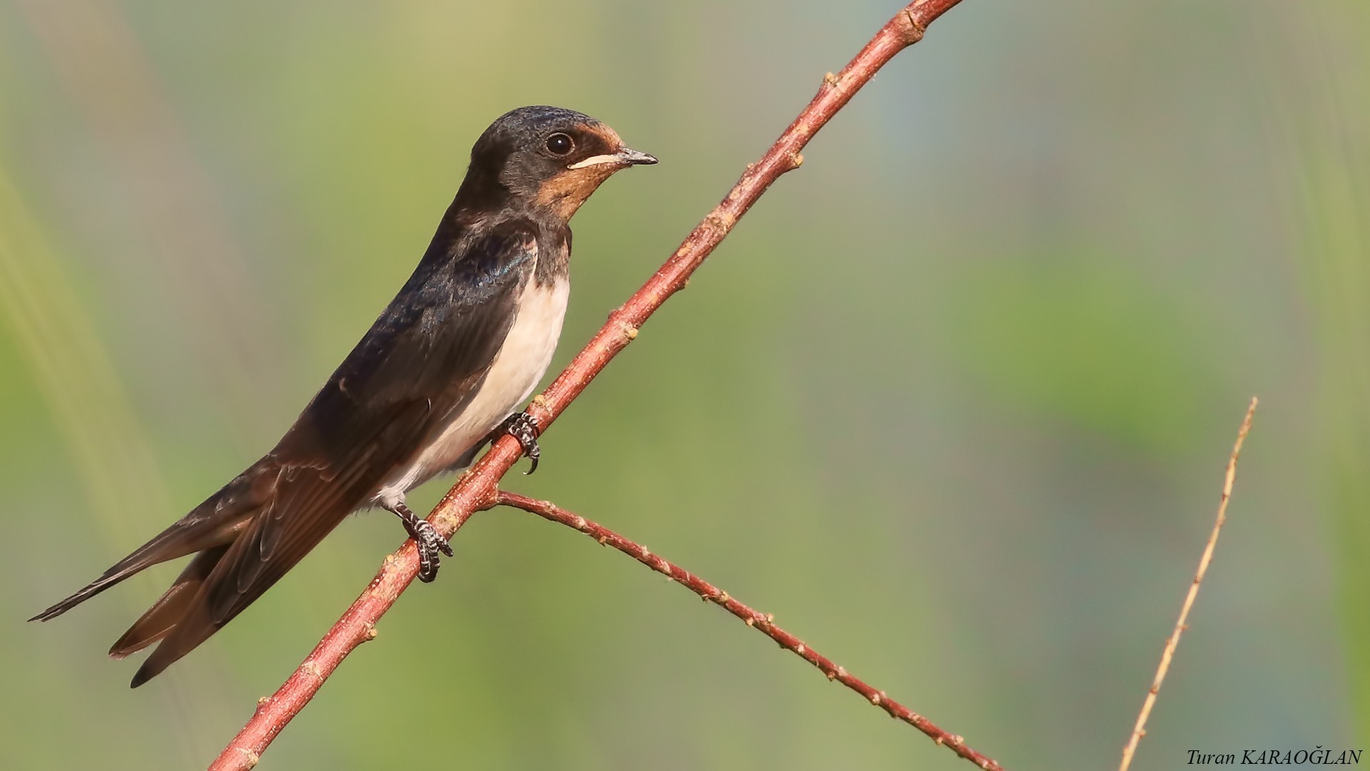 Barn Swallow