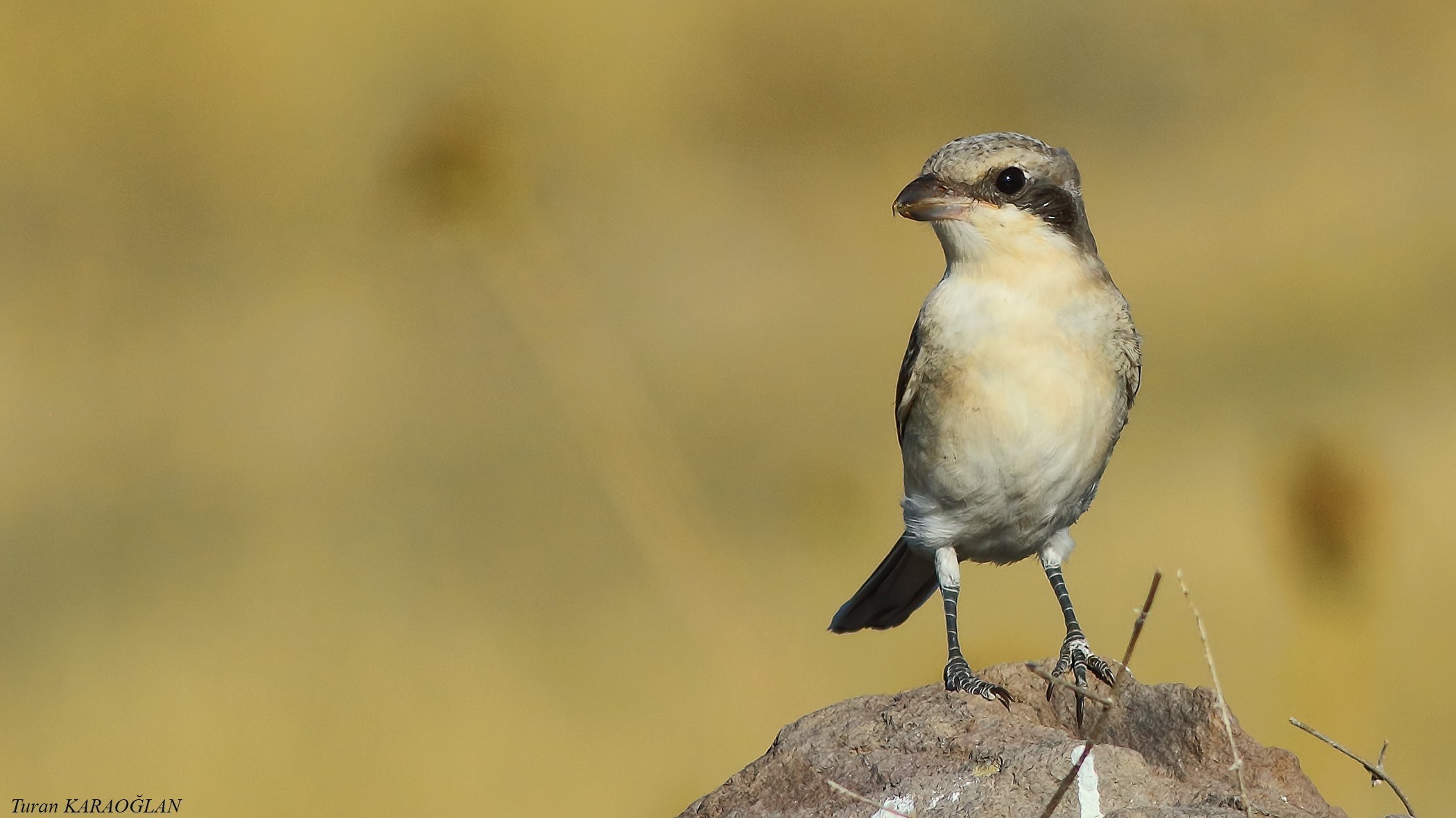 Lesser Grey Shrike
