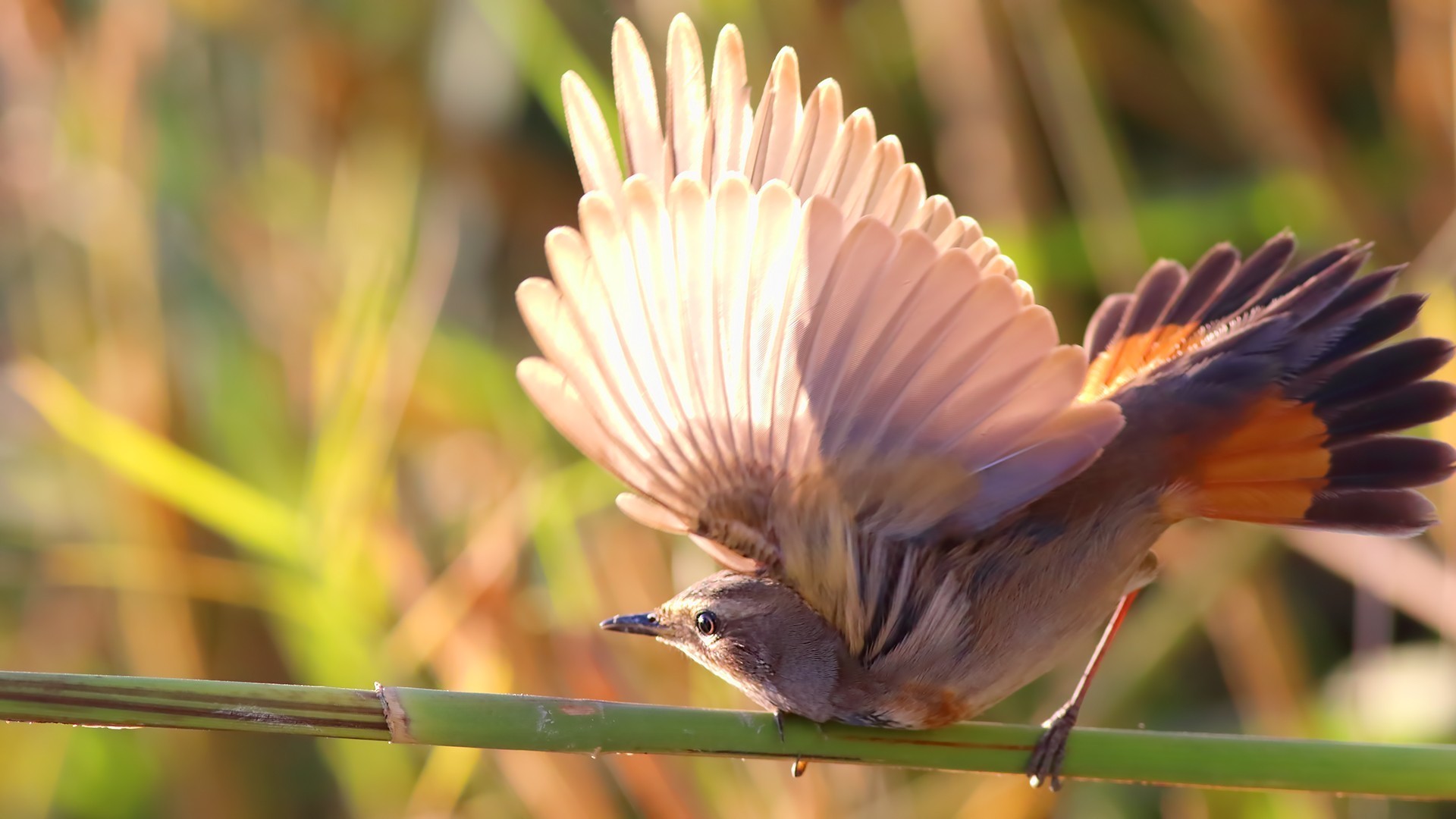 Bluethroat