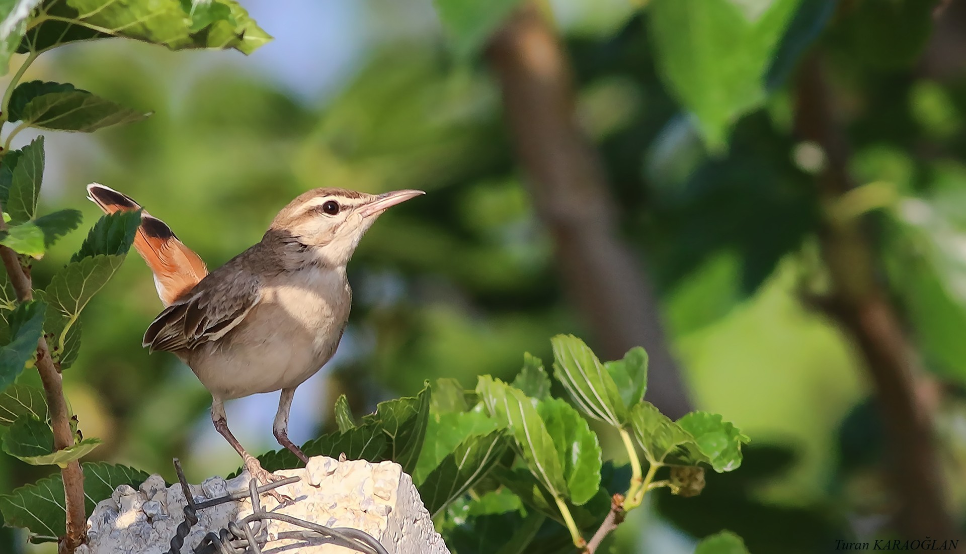 Rufous Scrub-robin