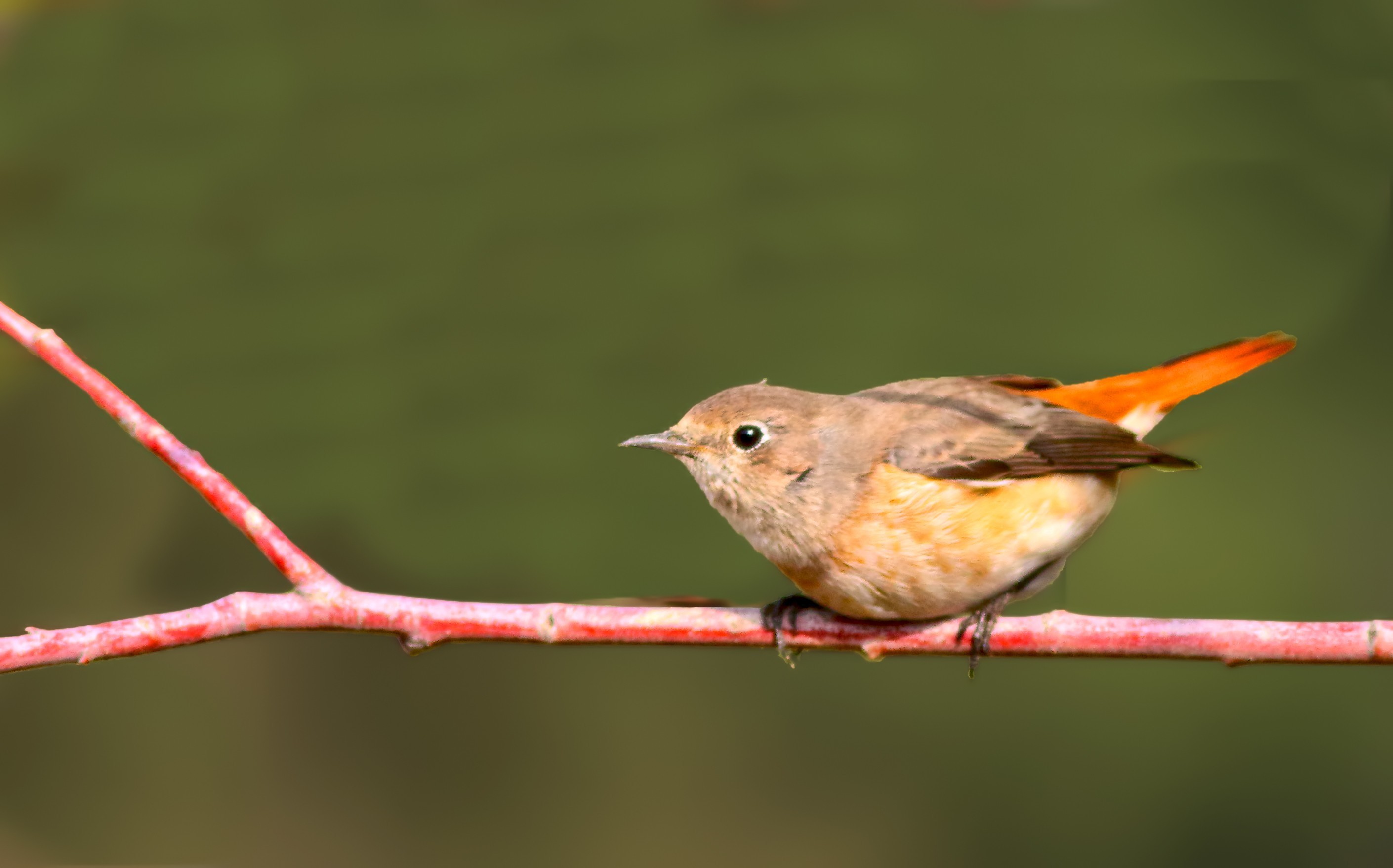 Common Redstart