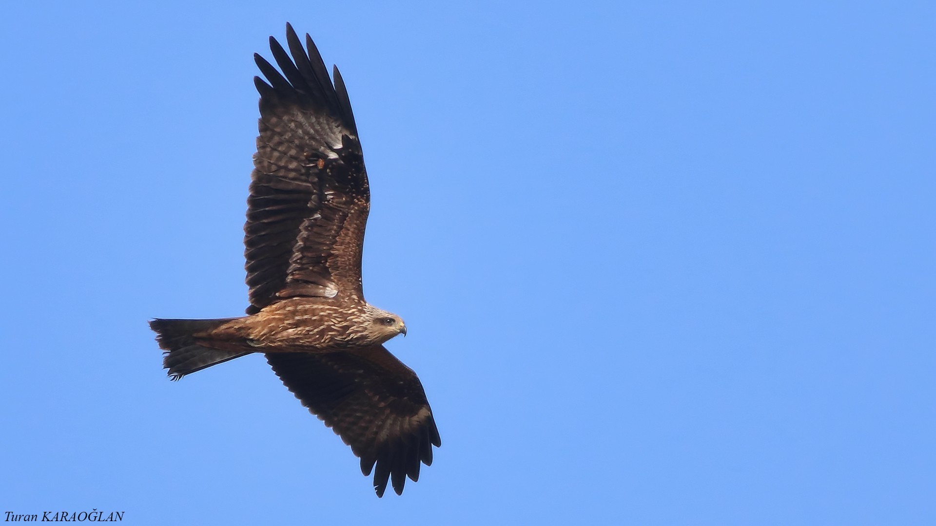 Black Kite — Ana fotoğraf