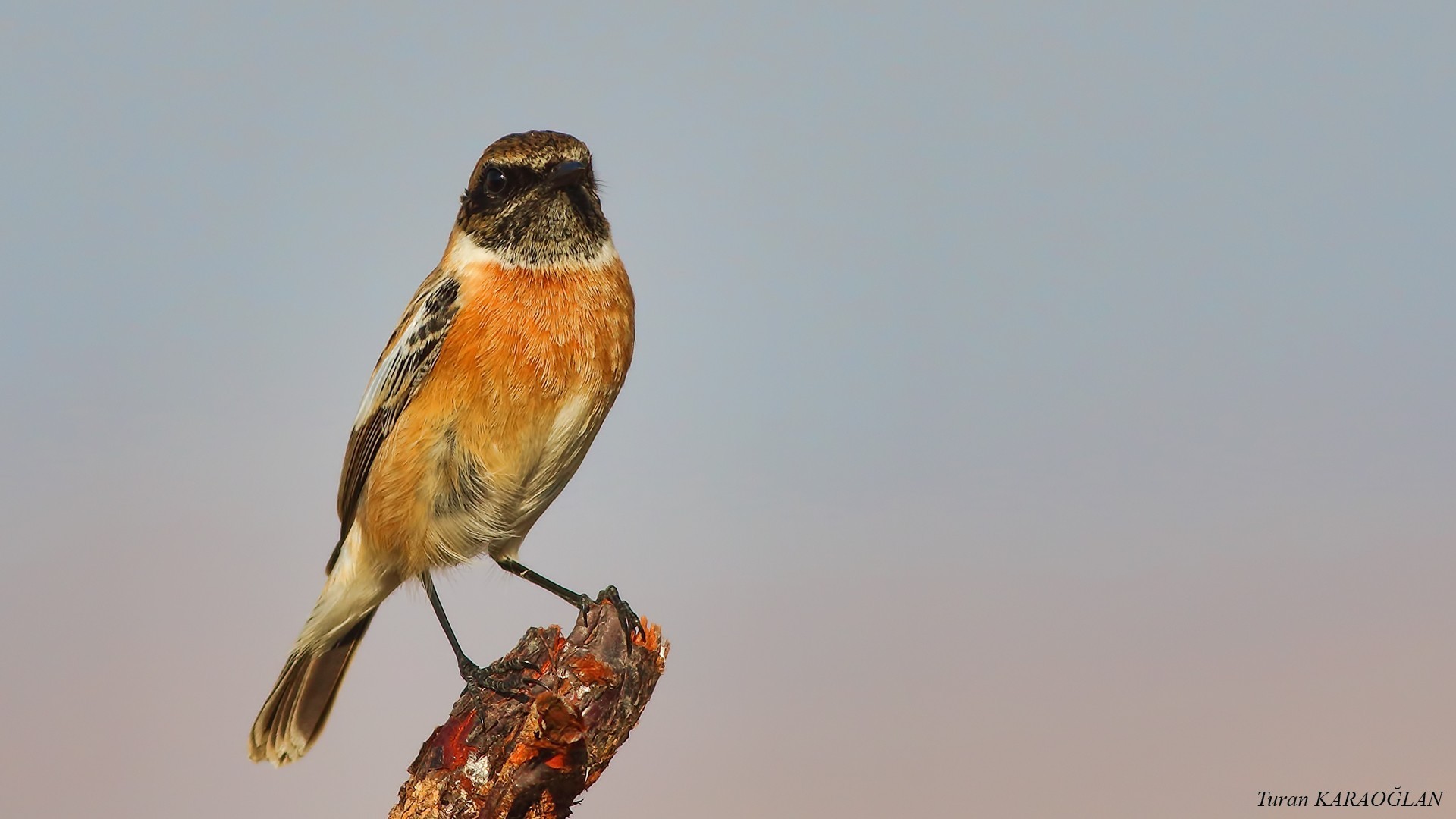 Common Stonechat