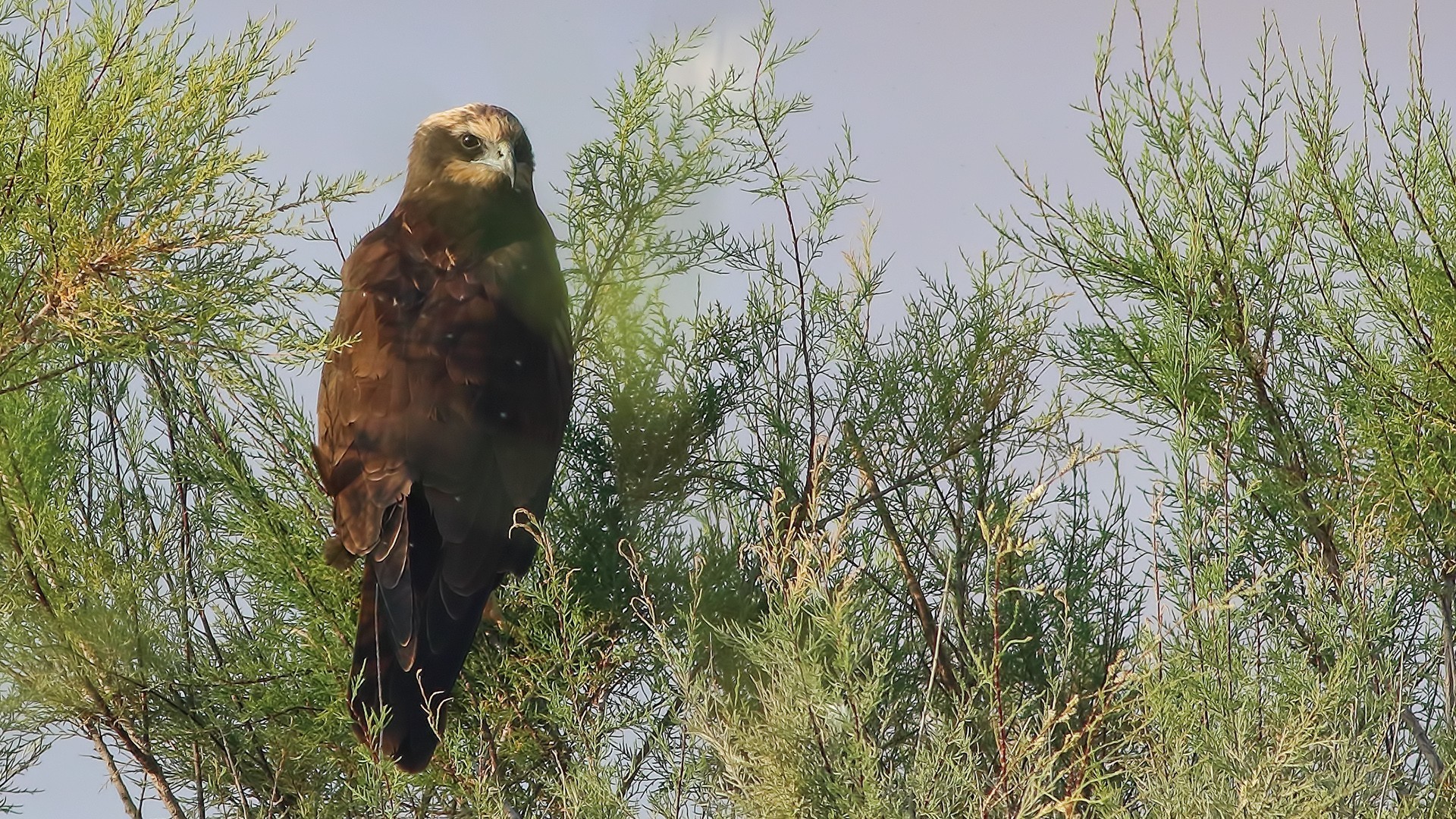 Western Marsh-harrier — Ana fotoğraf
