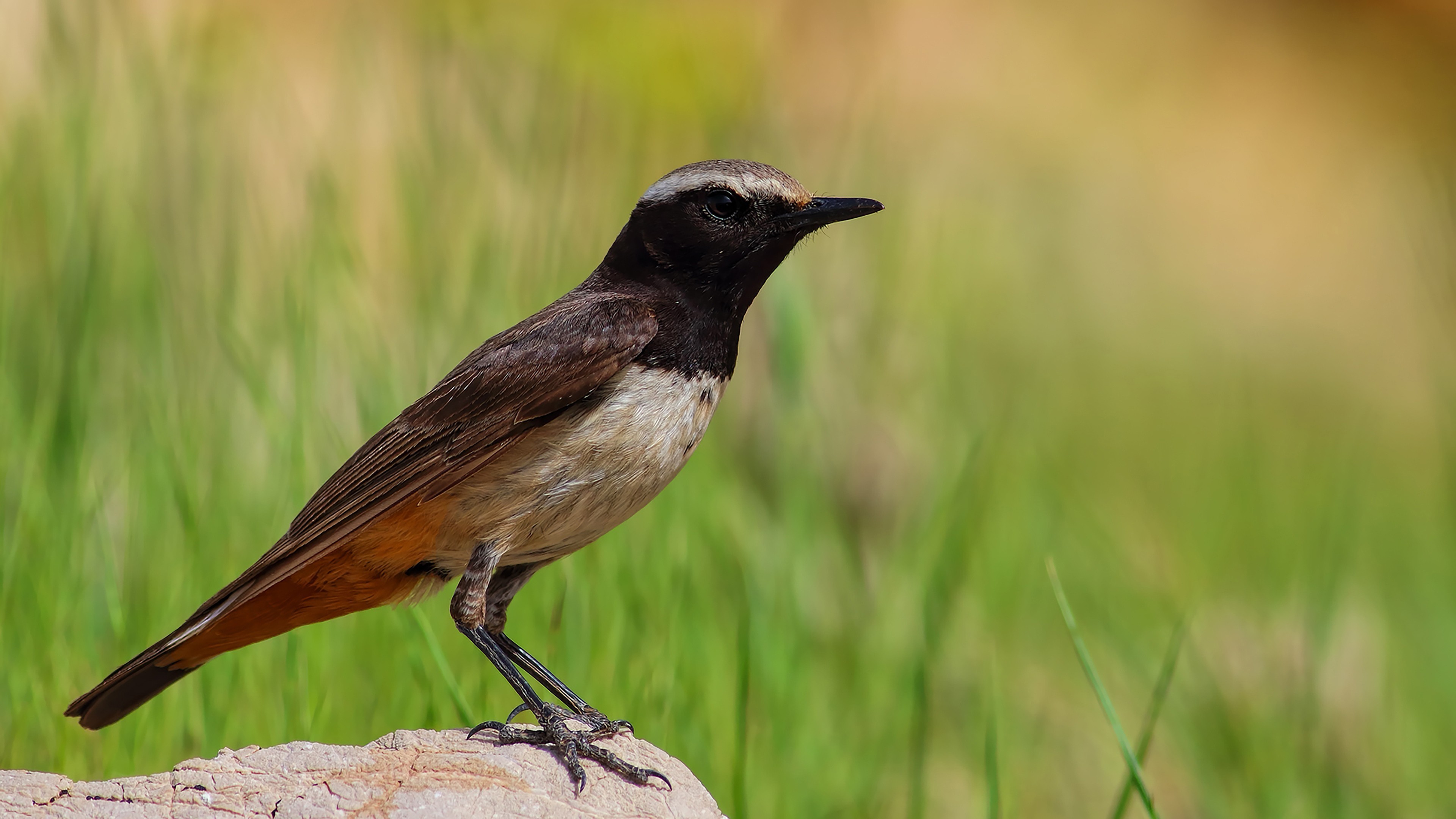 Kurdish Wheatear