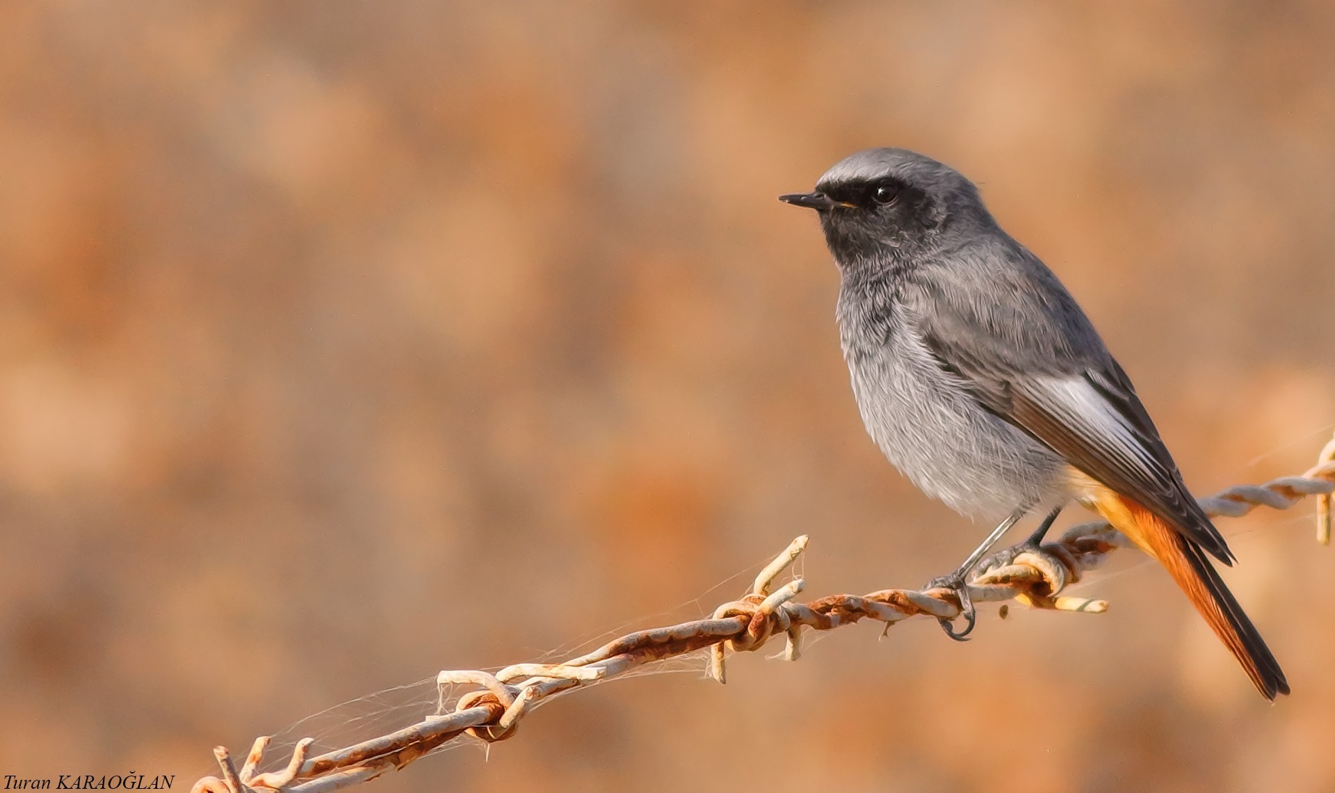 Black Redstart