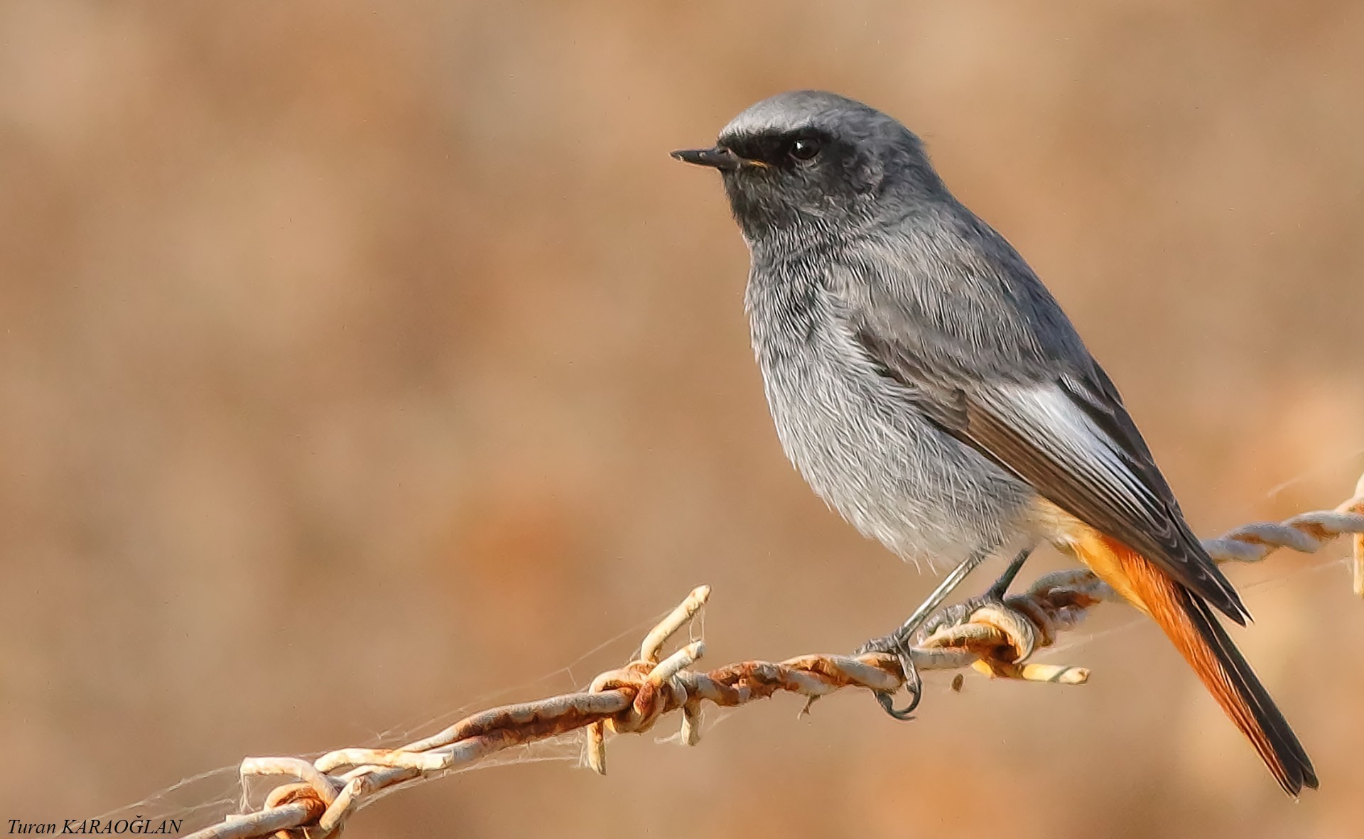 Black Redstart