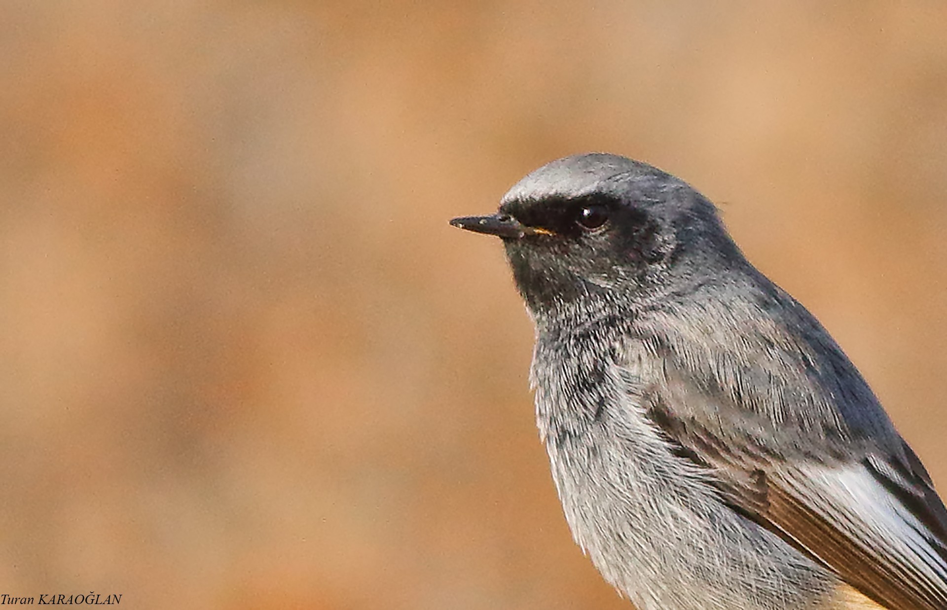 Black Redstart — Ana fotoğraf