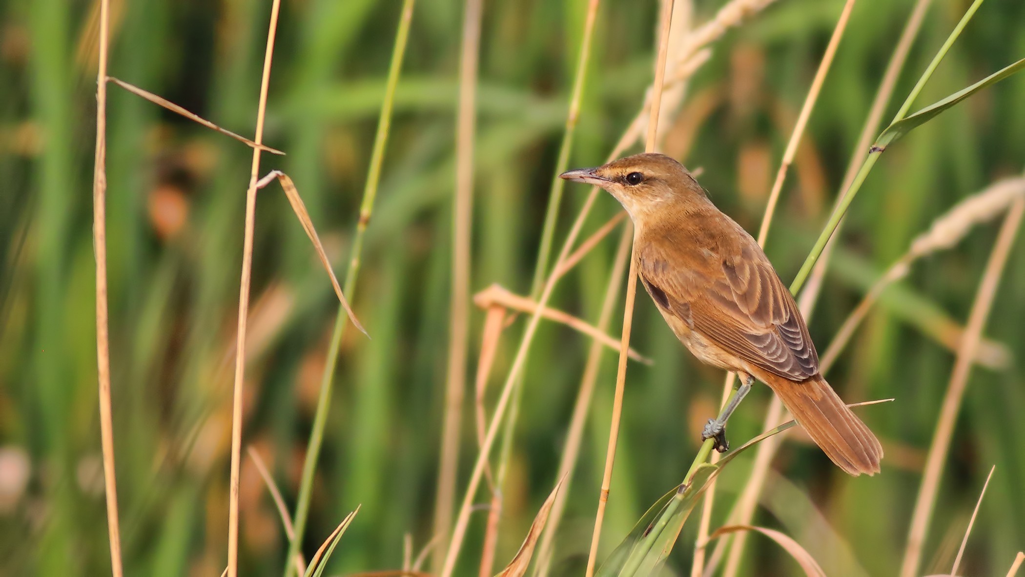 Great Reed Warbler