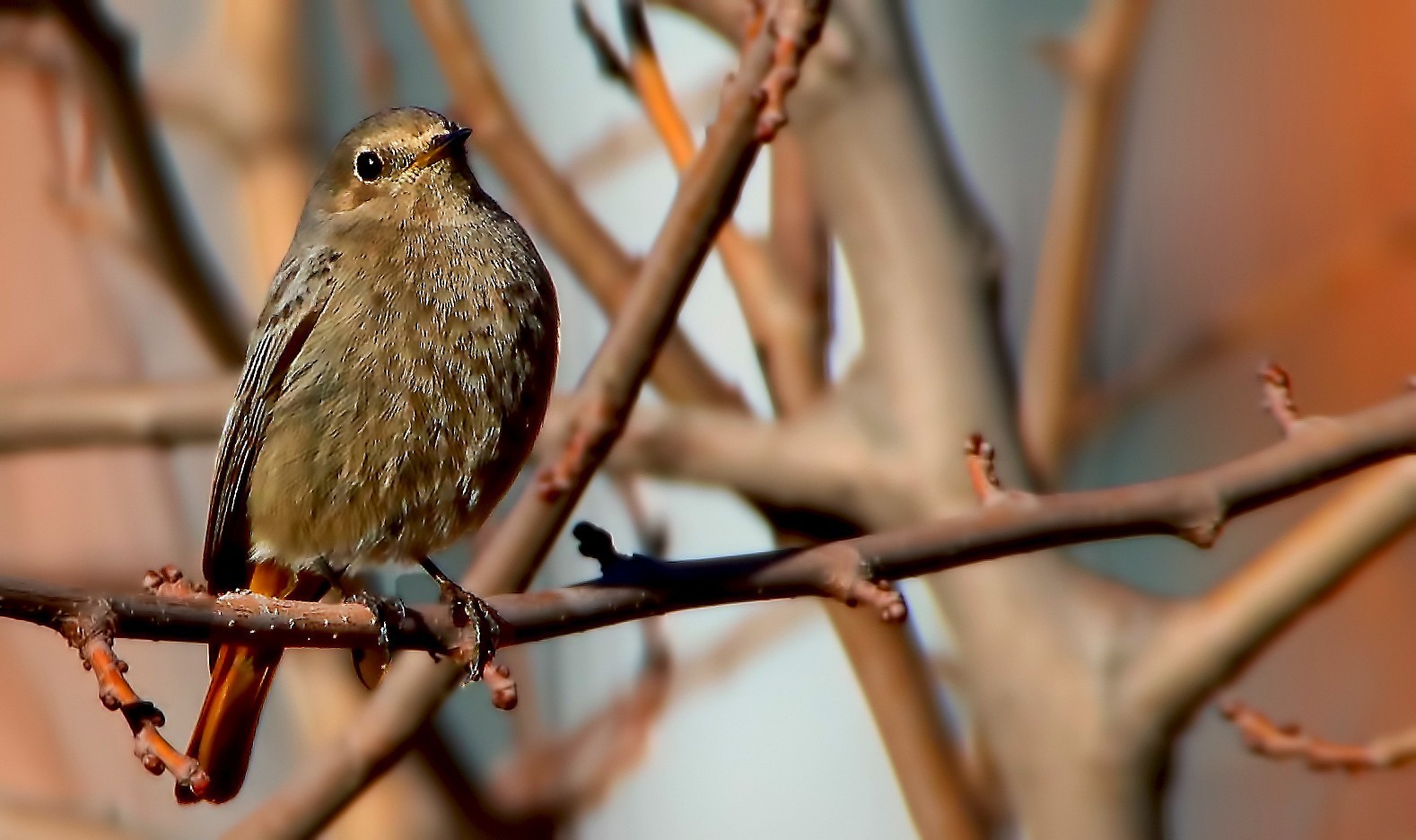 Black Redstart