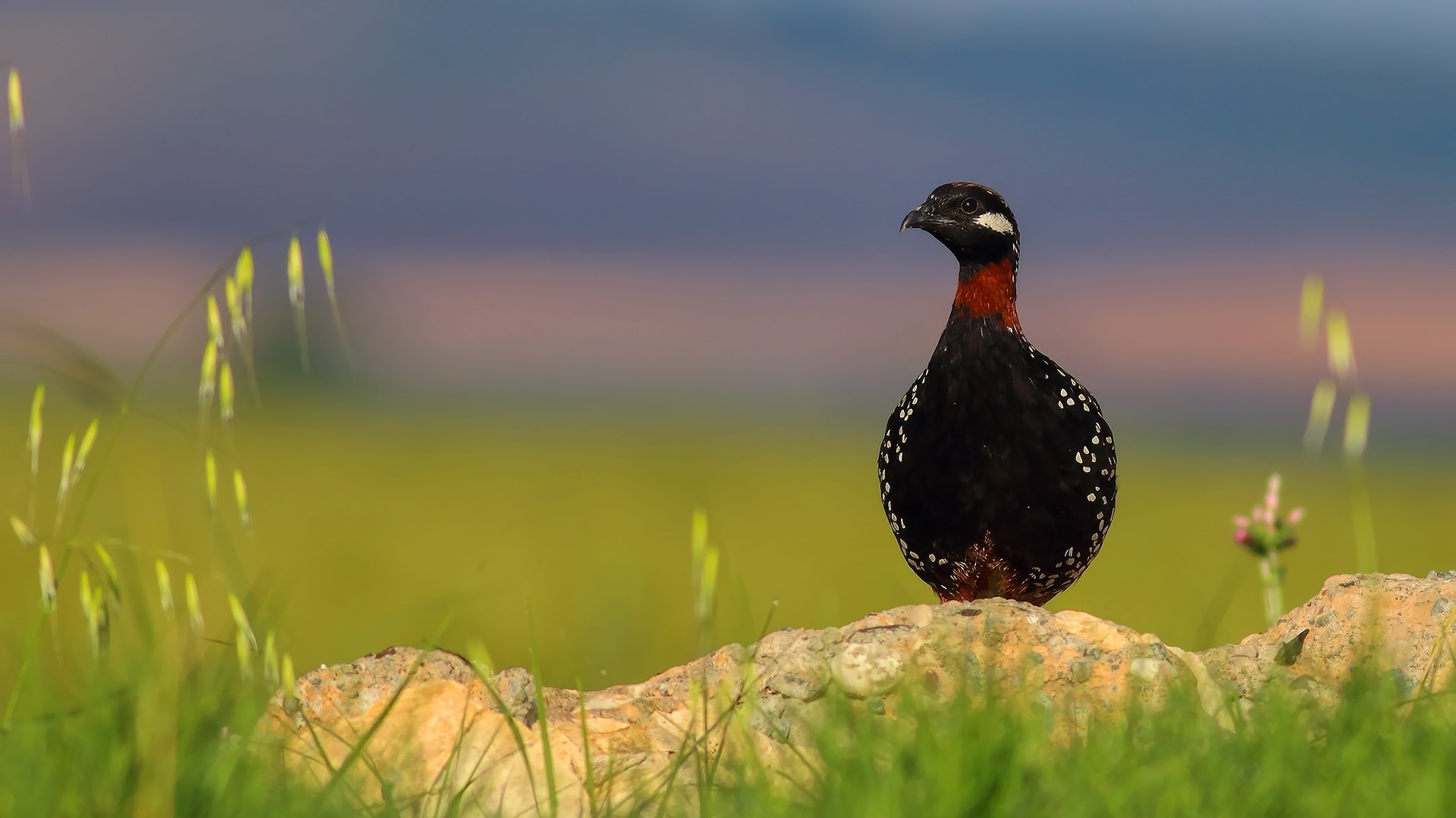 Black Francolin