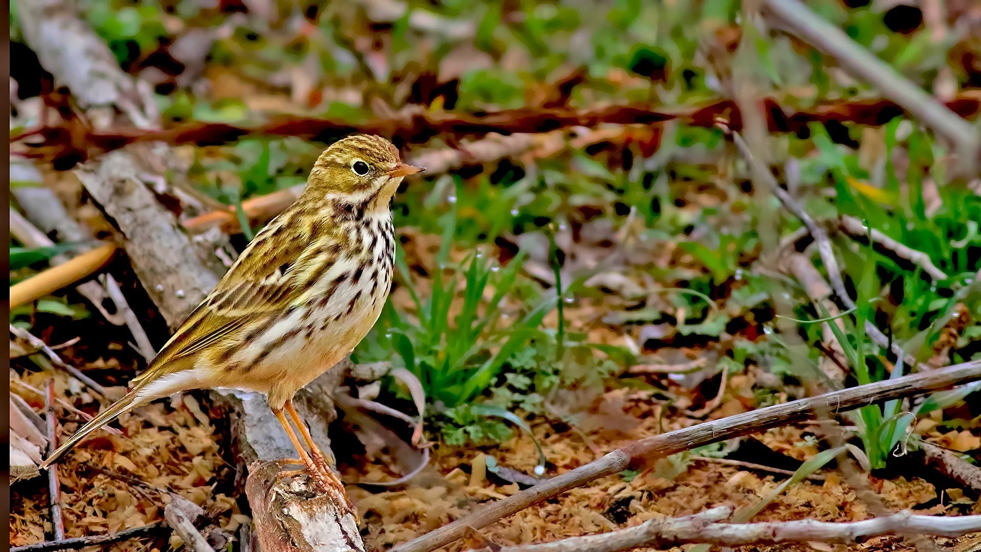 Meadow Pipit