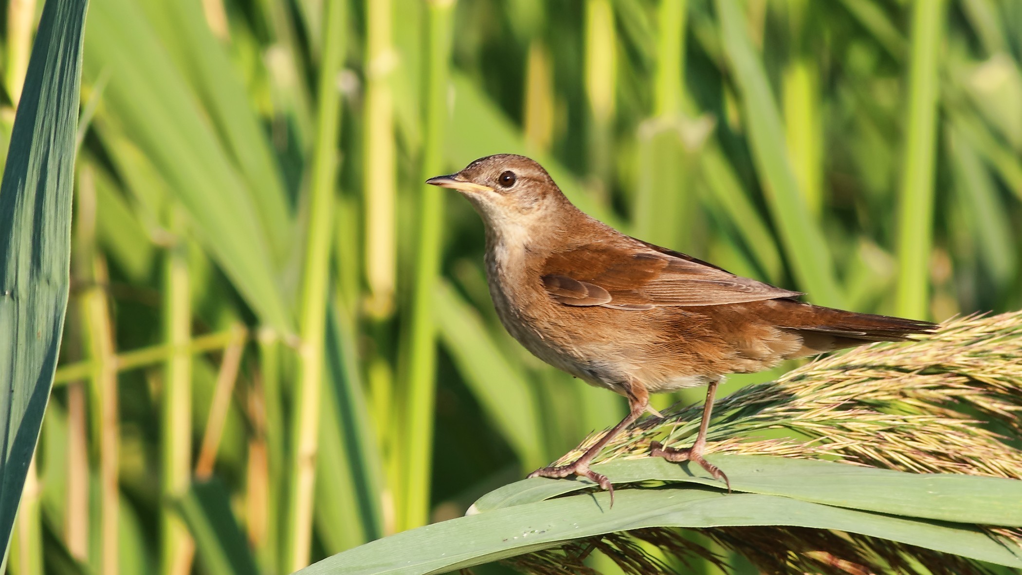 Savi's Warbler