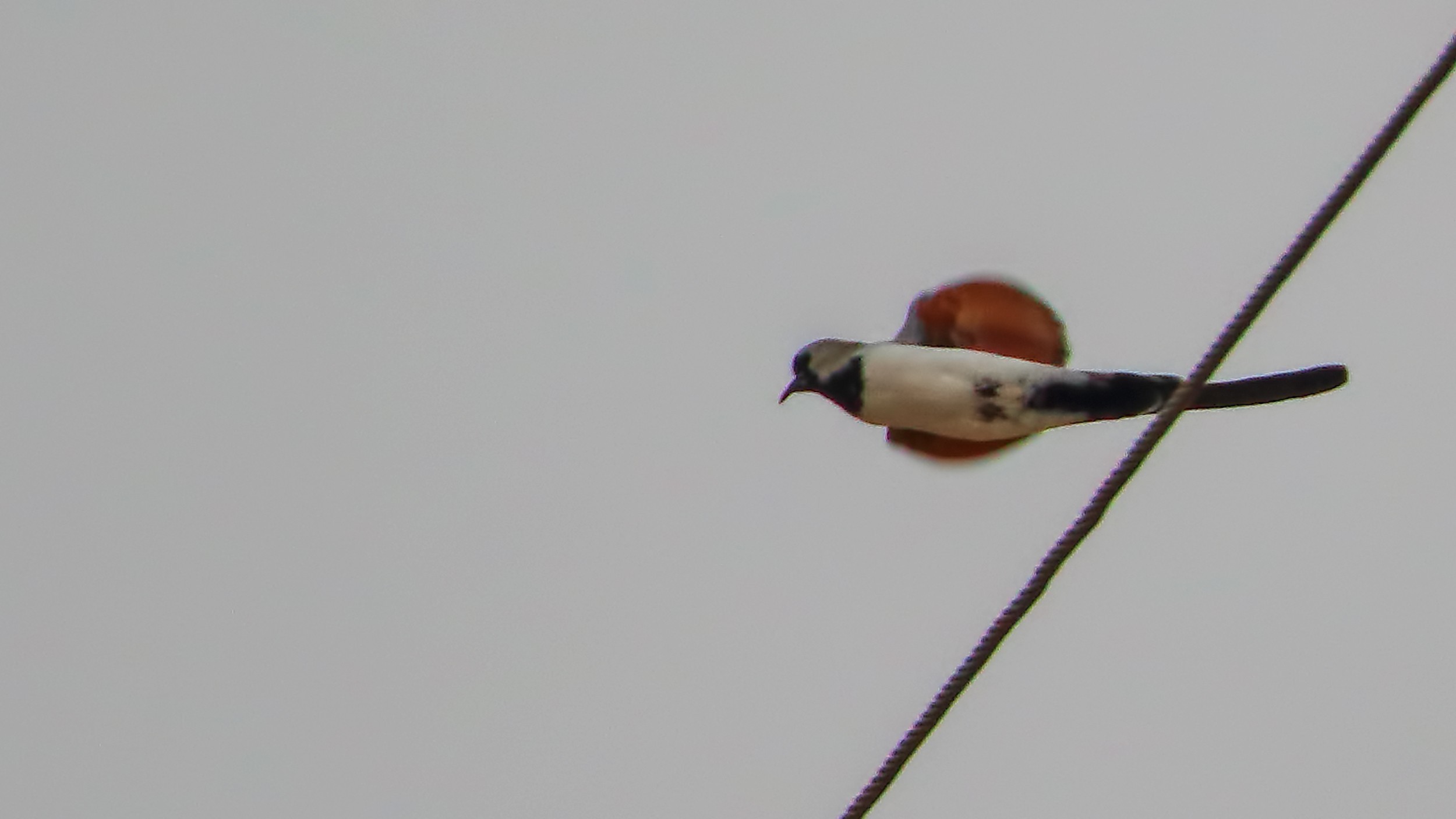 Namaqua Dove