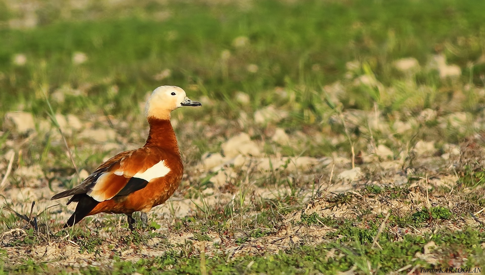 Ruddy Shelduck