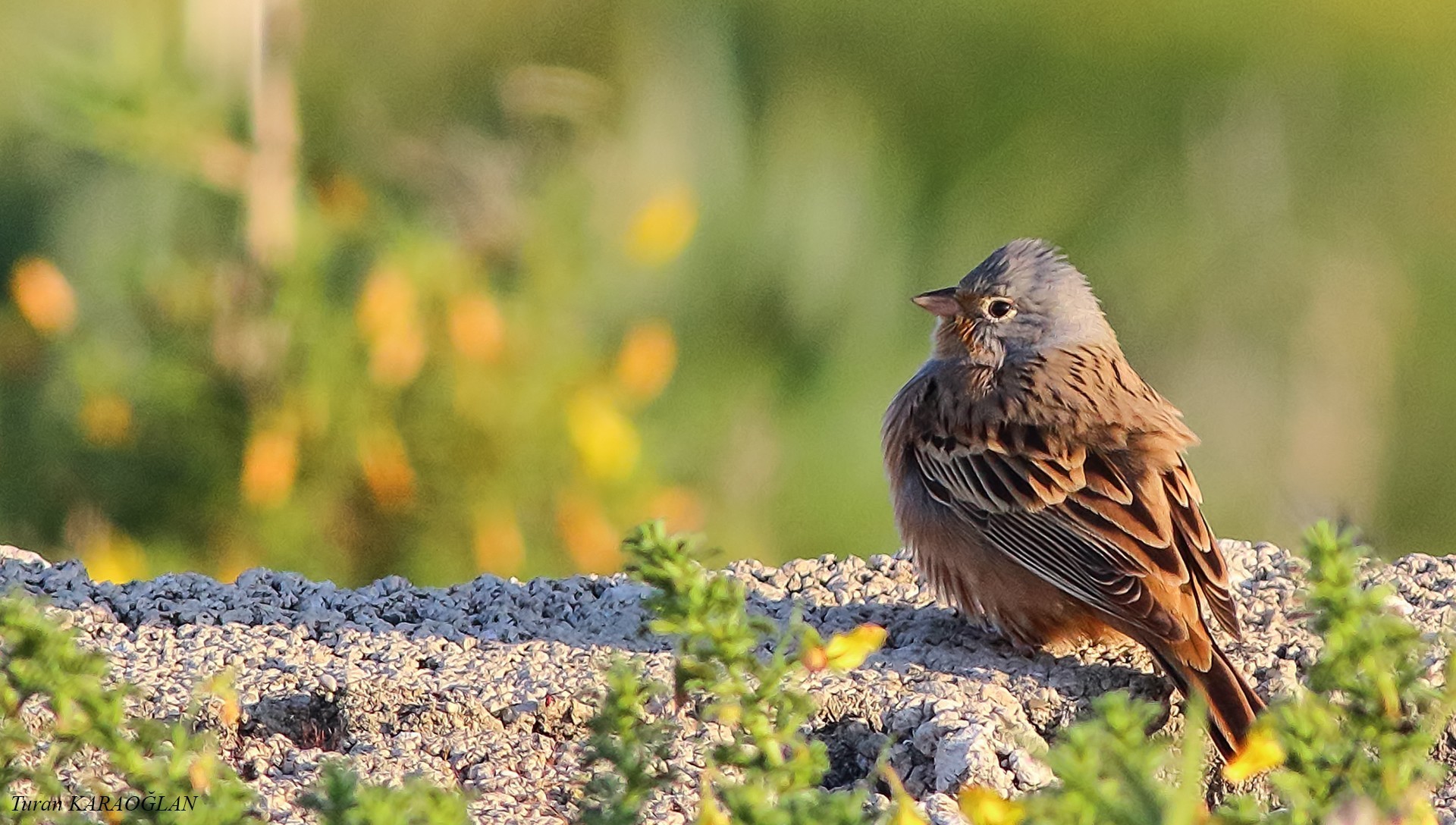 Cretzschmar's Bunting