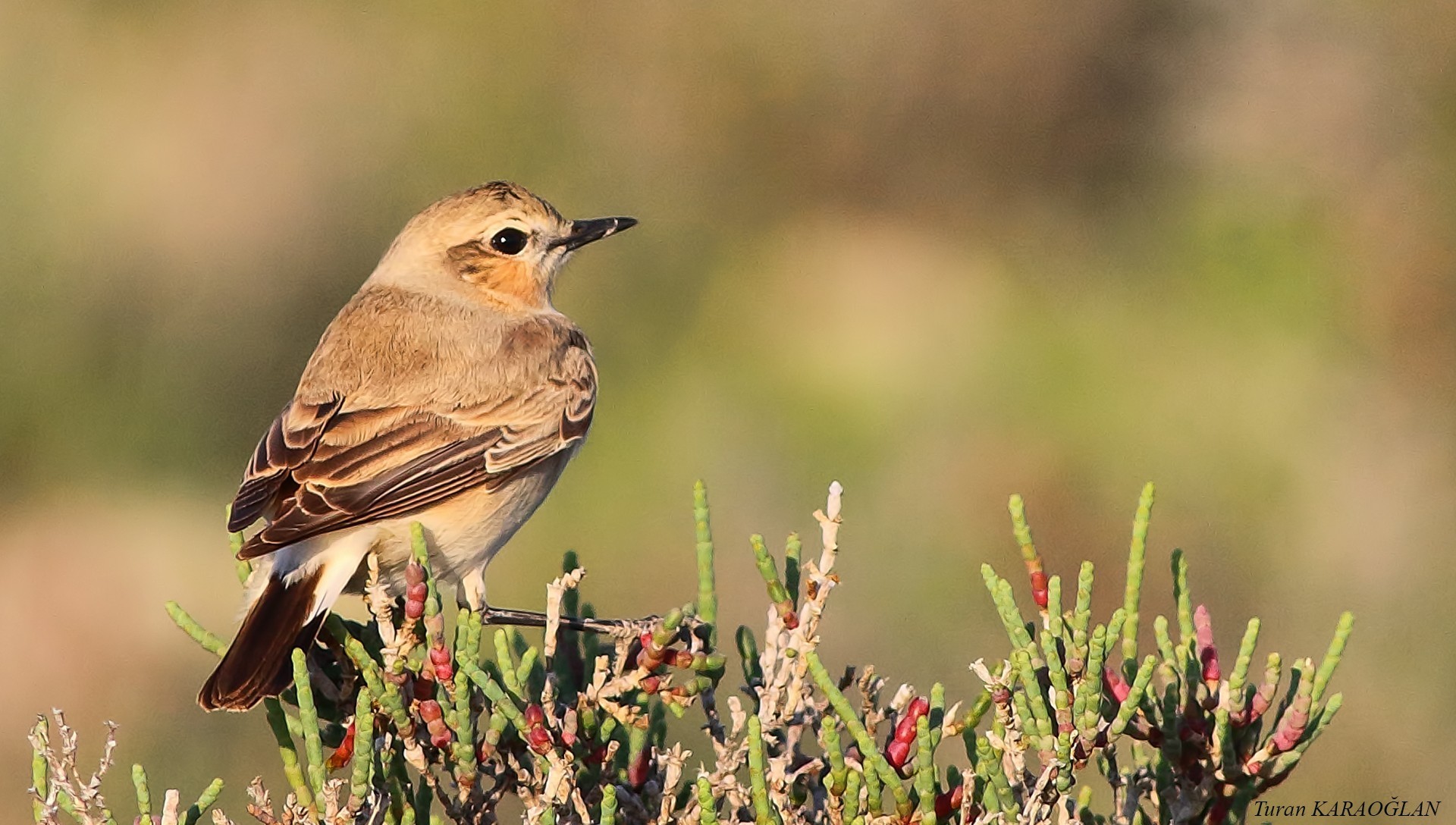 Desert Wheatear