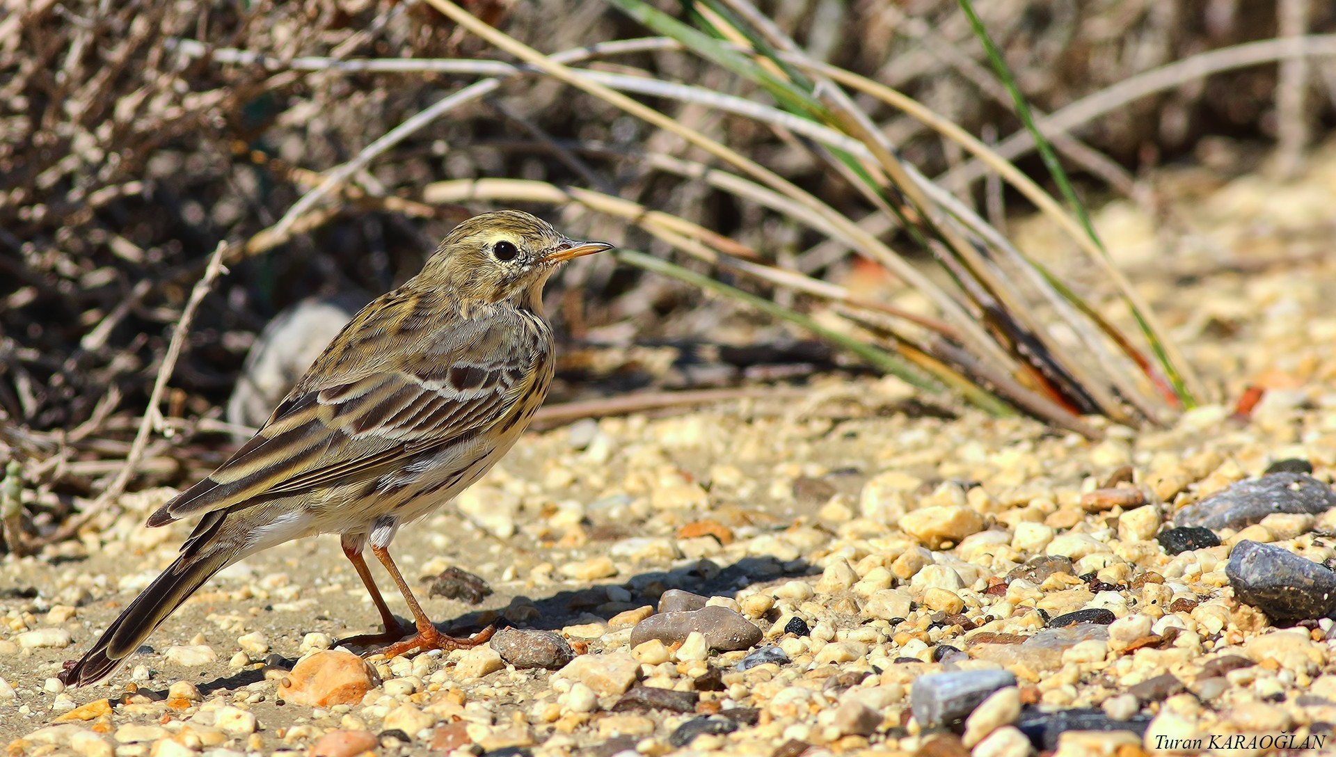 Meadow Pipit