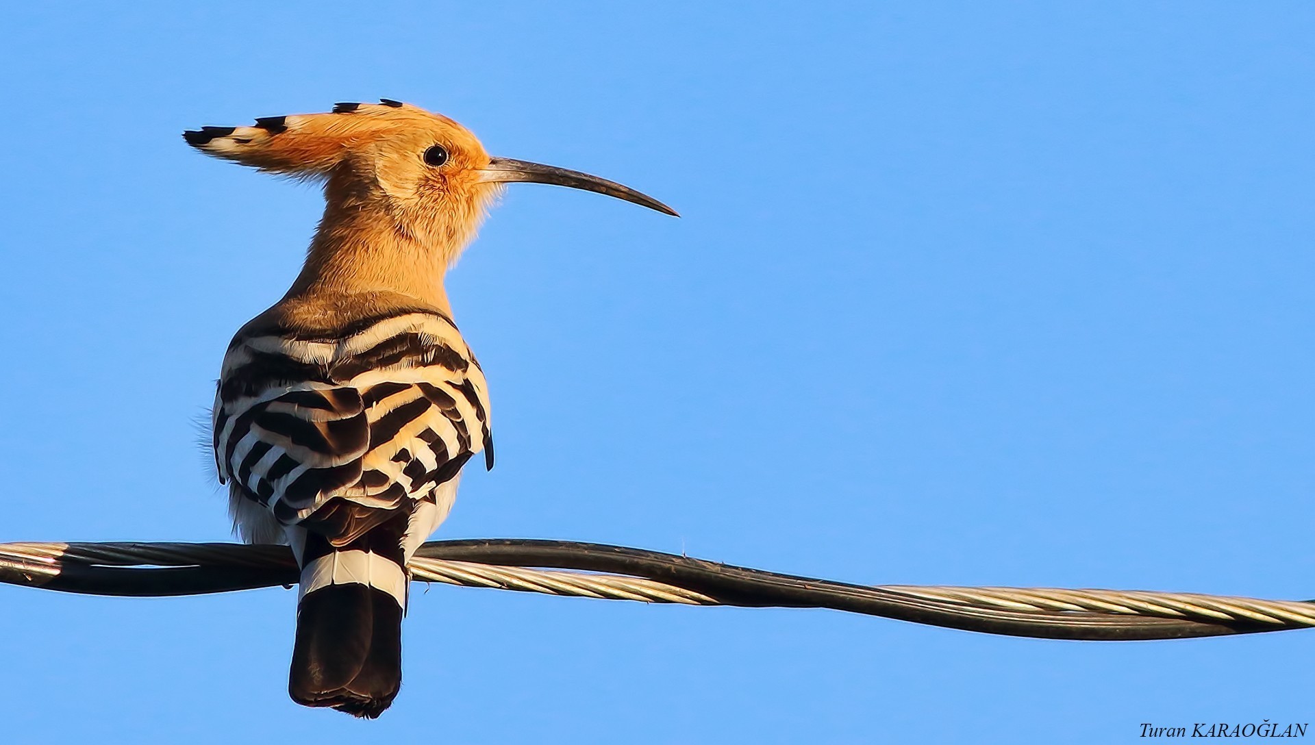 Common Hoopoe