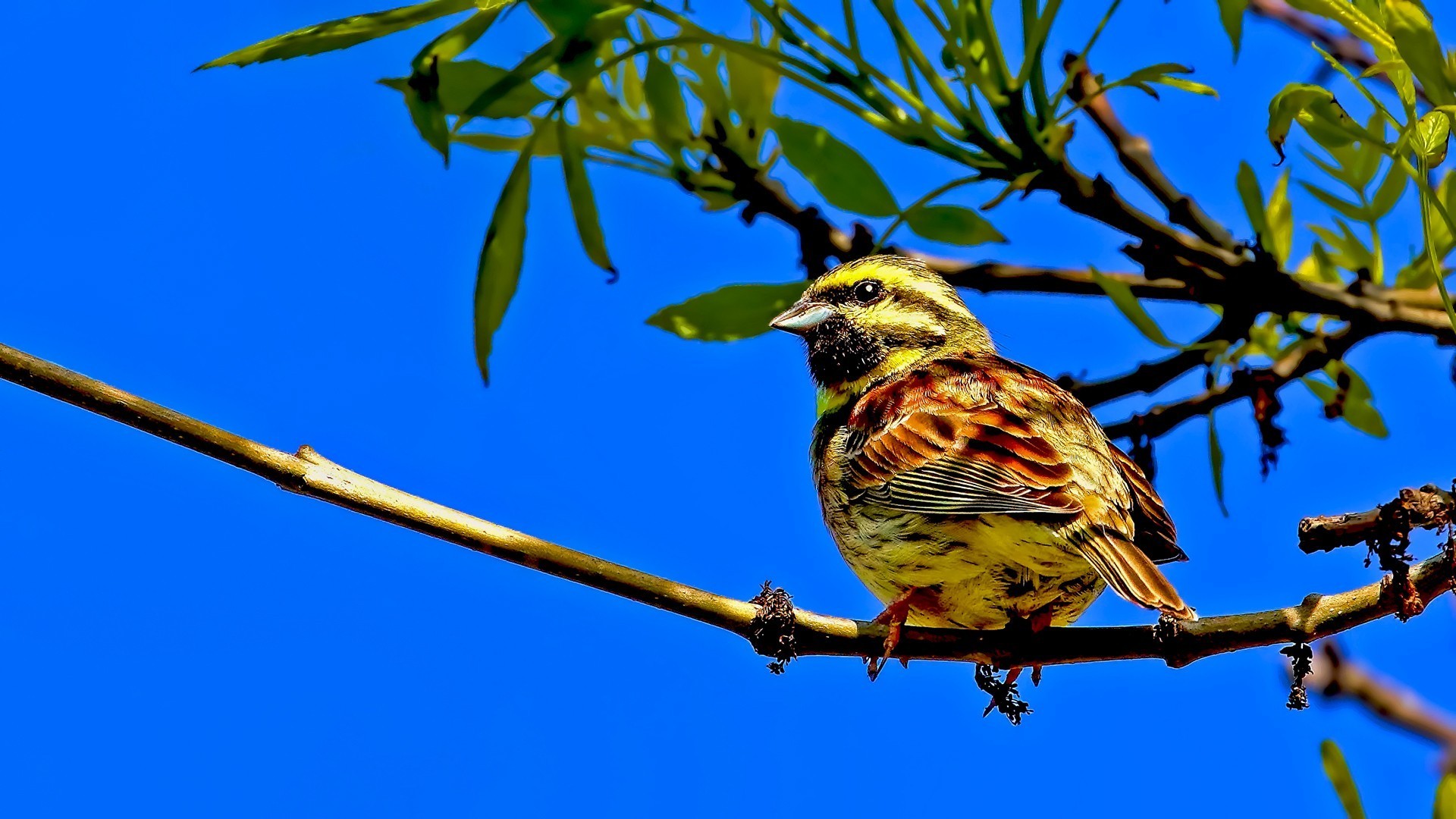 Cirl Bunting — Ana fotoğraf