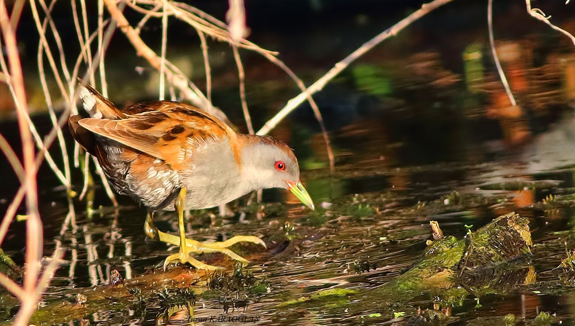 Little Crake — Ana fotoğraf