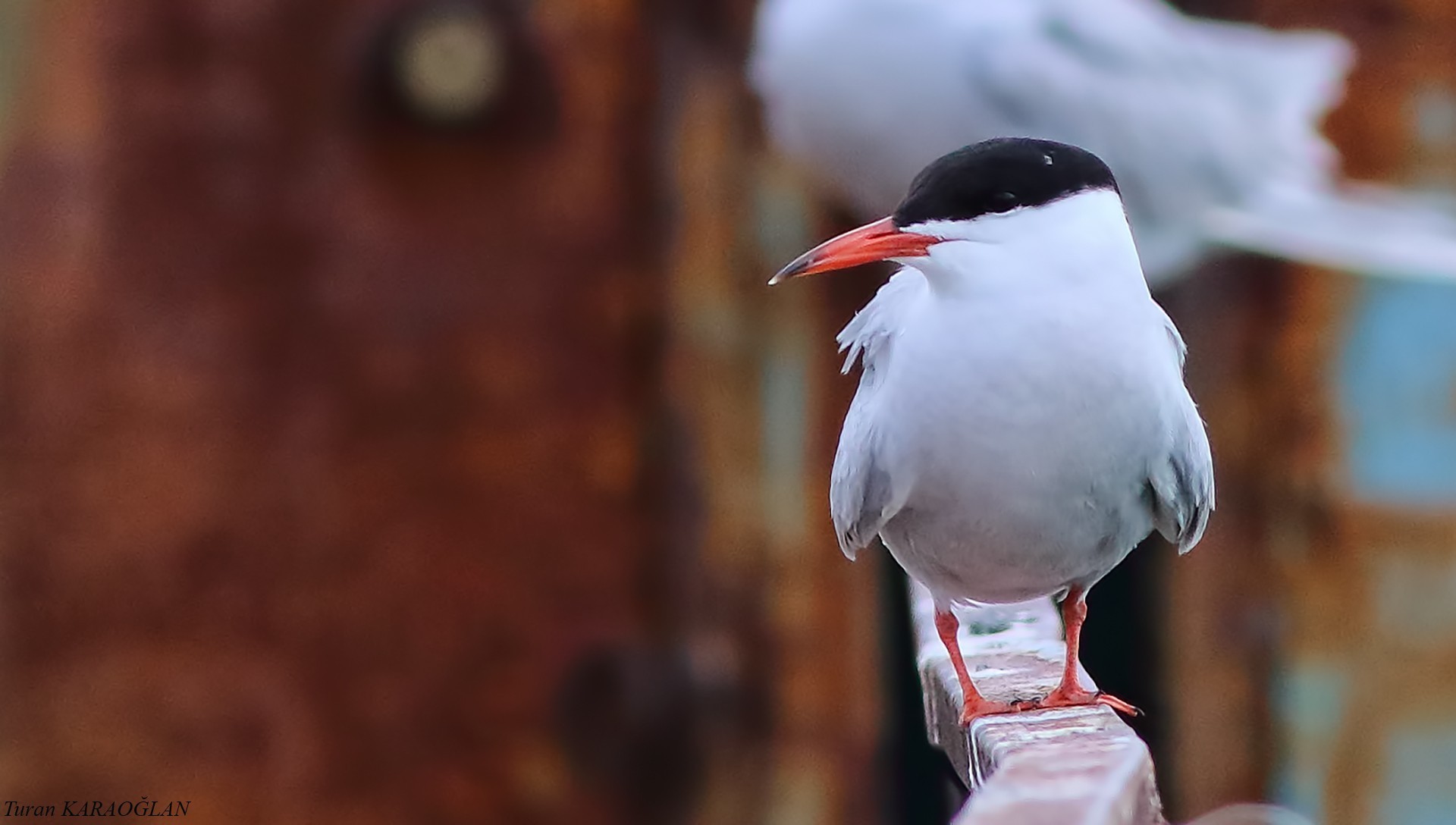 Common Tern