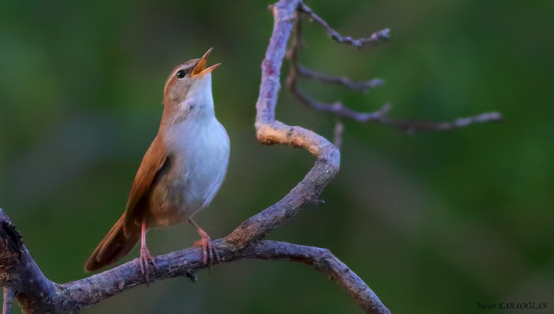 Blyth's Reed-warbler — Ana fotoğraf
