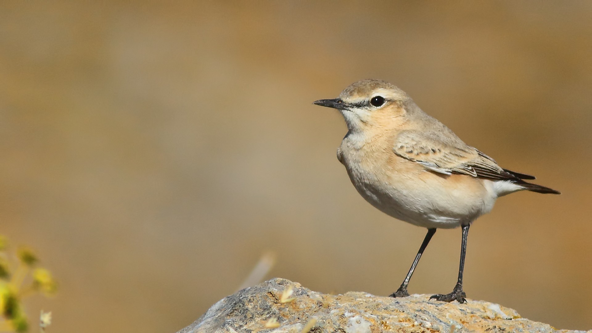 Isabelline Wheatear