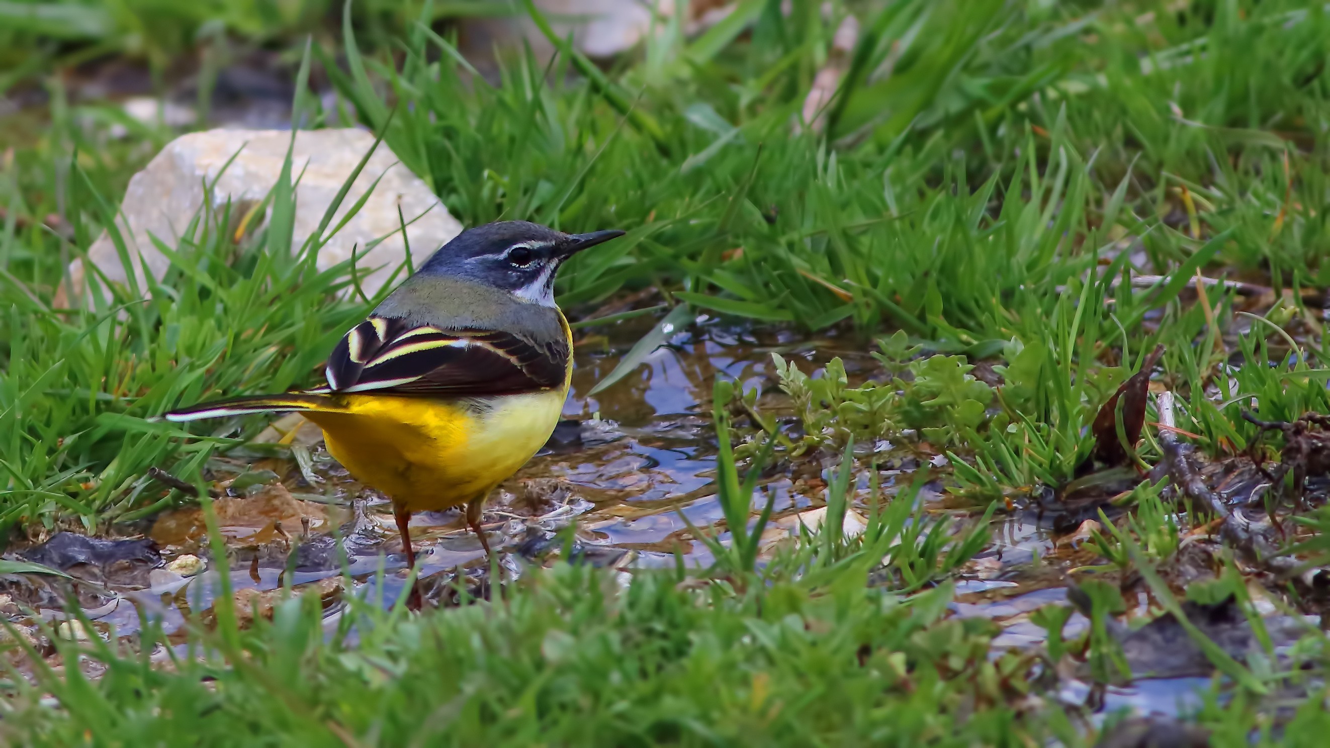 Gray Wagtail
