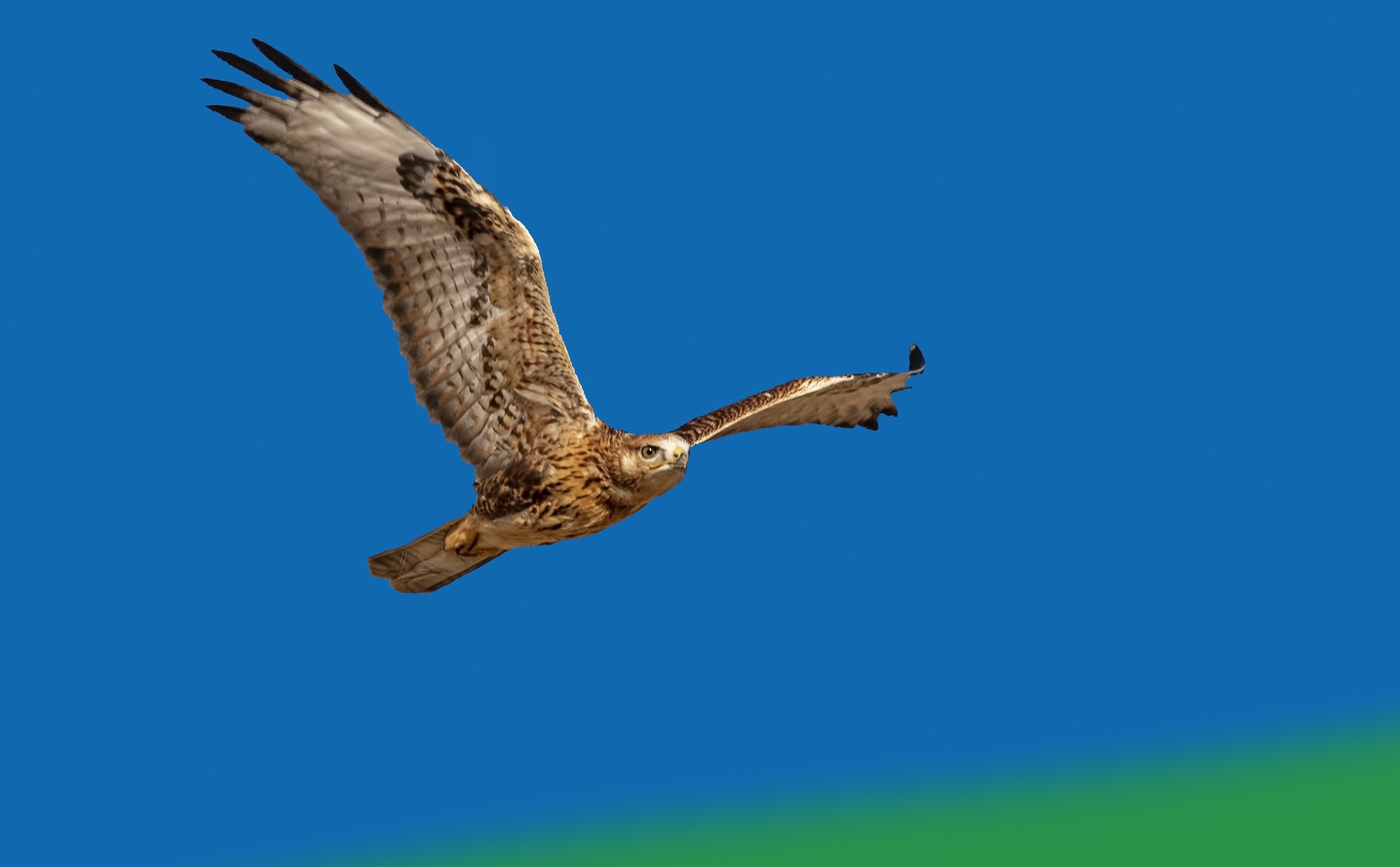Long-legged Buzzard