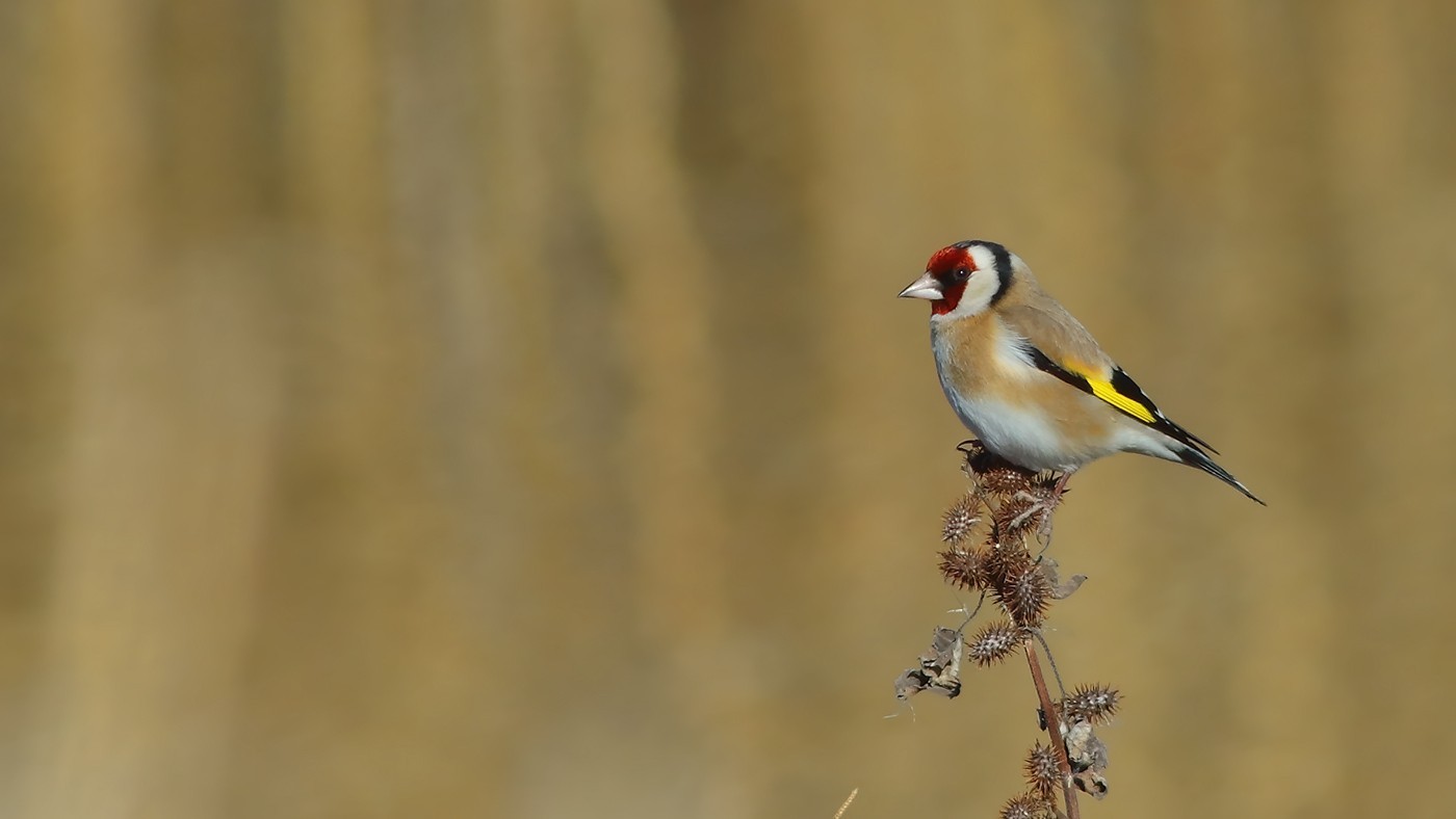 European Goldfinch