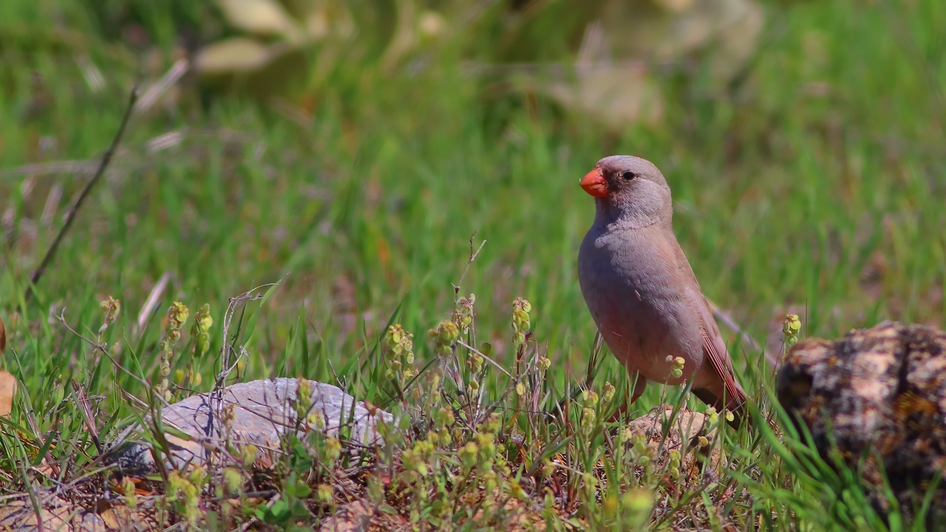 Trumpeter Finch