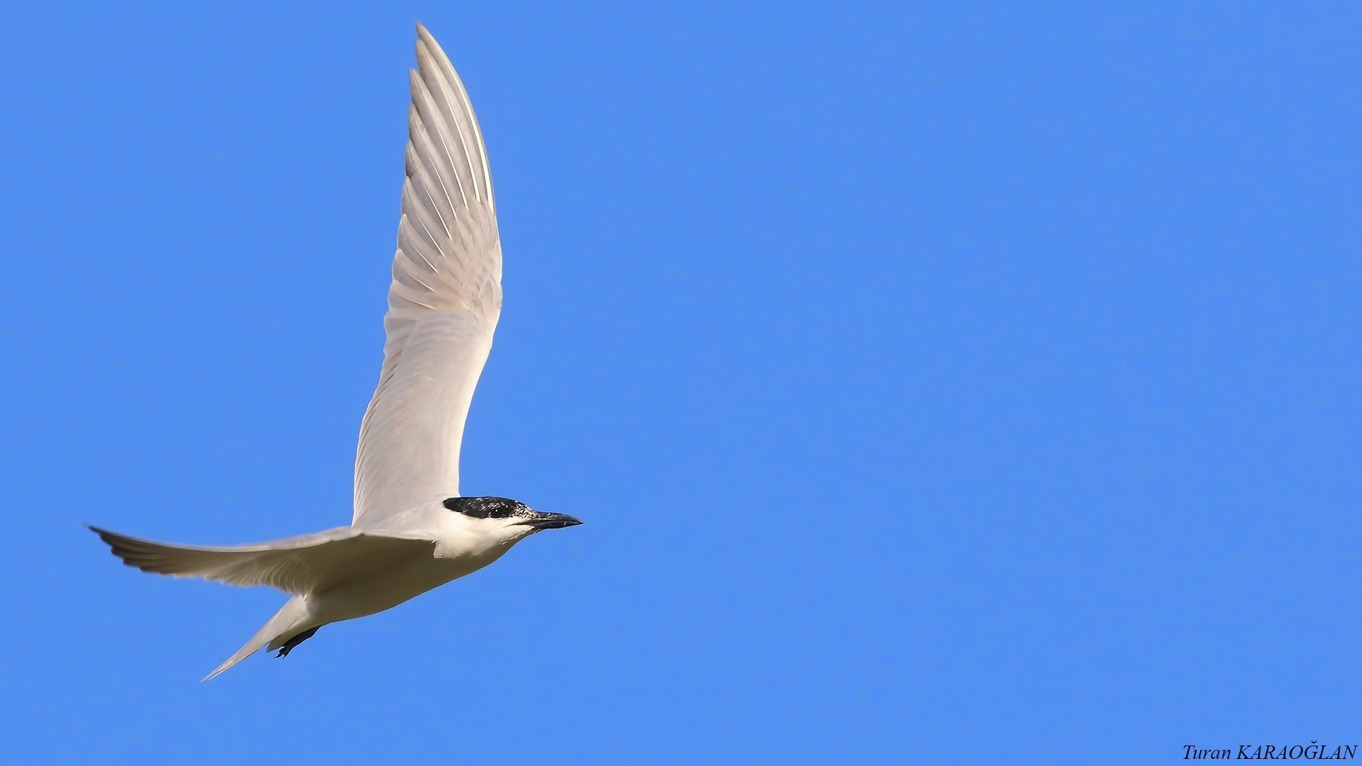 Common Gull-billed Tern