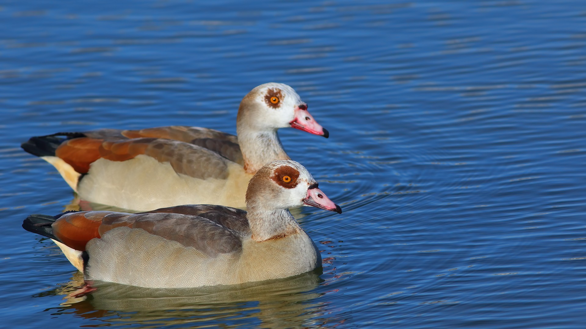 Egyptian Goose