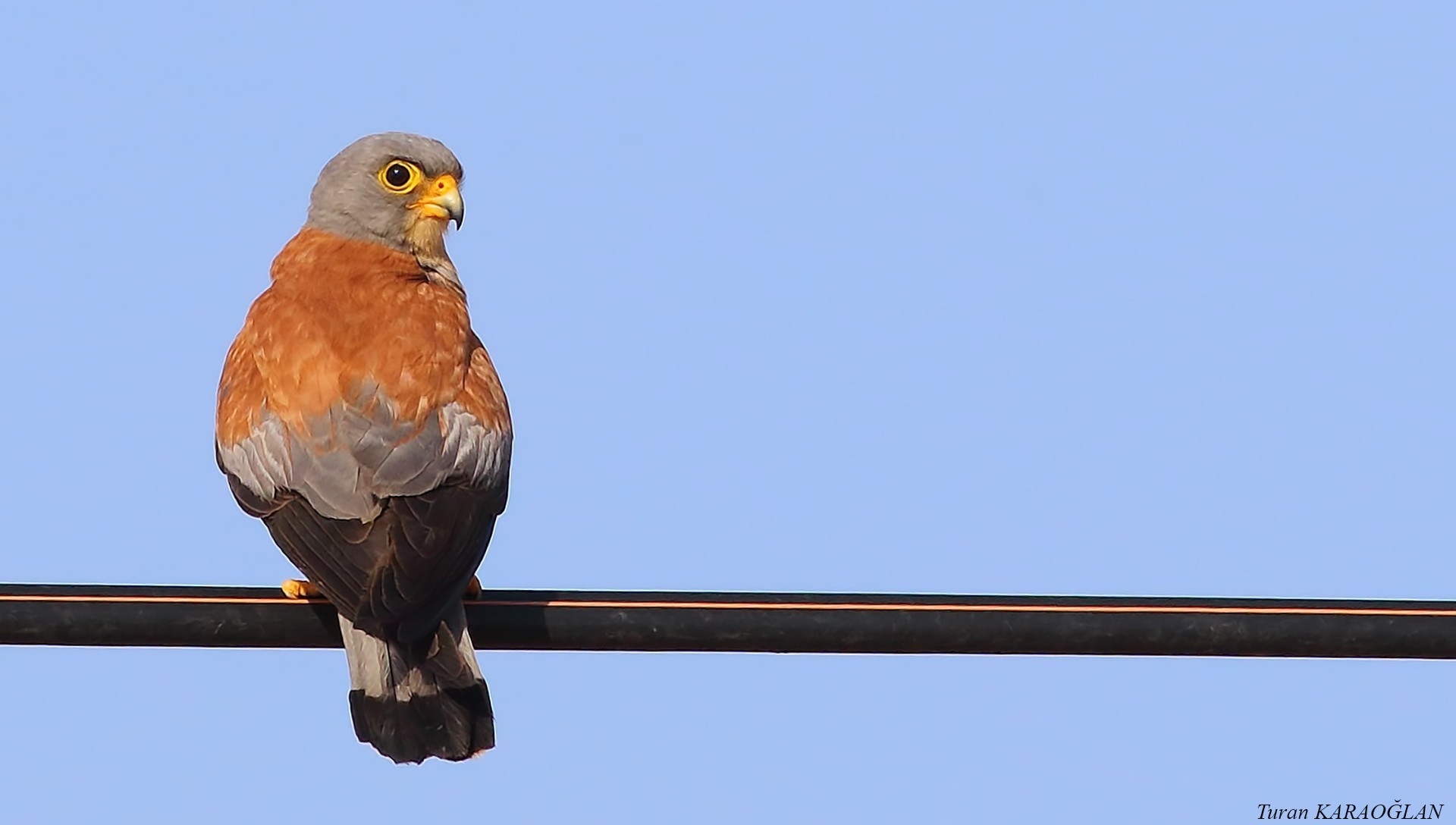 Lesser Kestrel