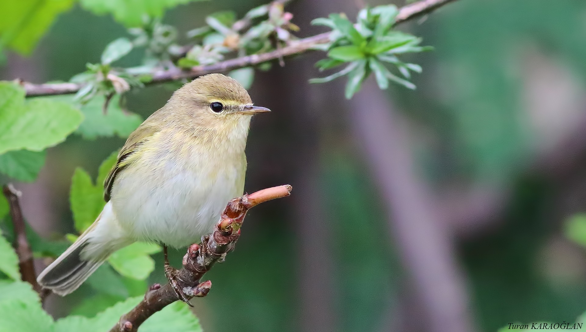 Common Chiffchaff