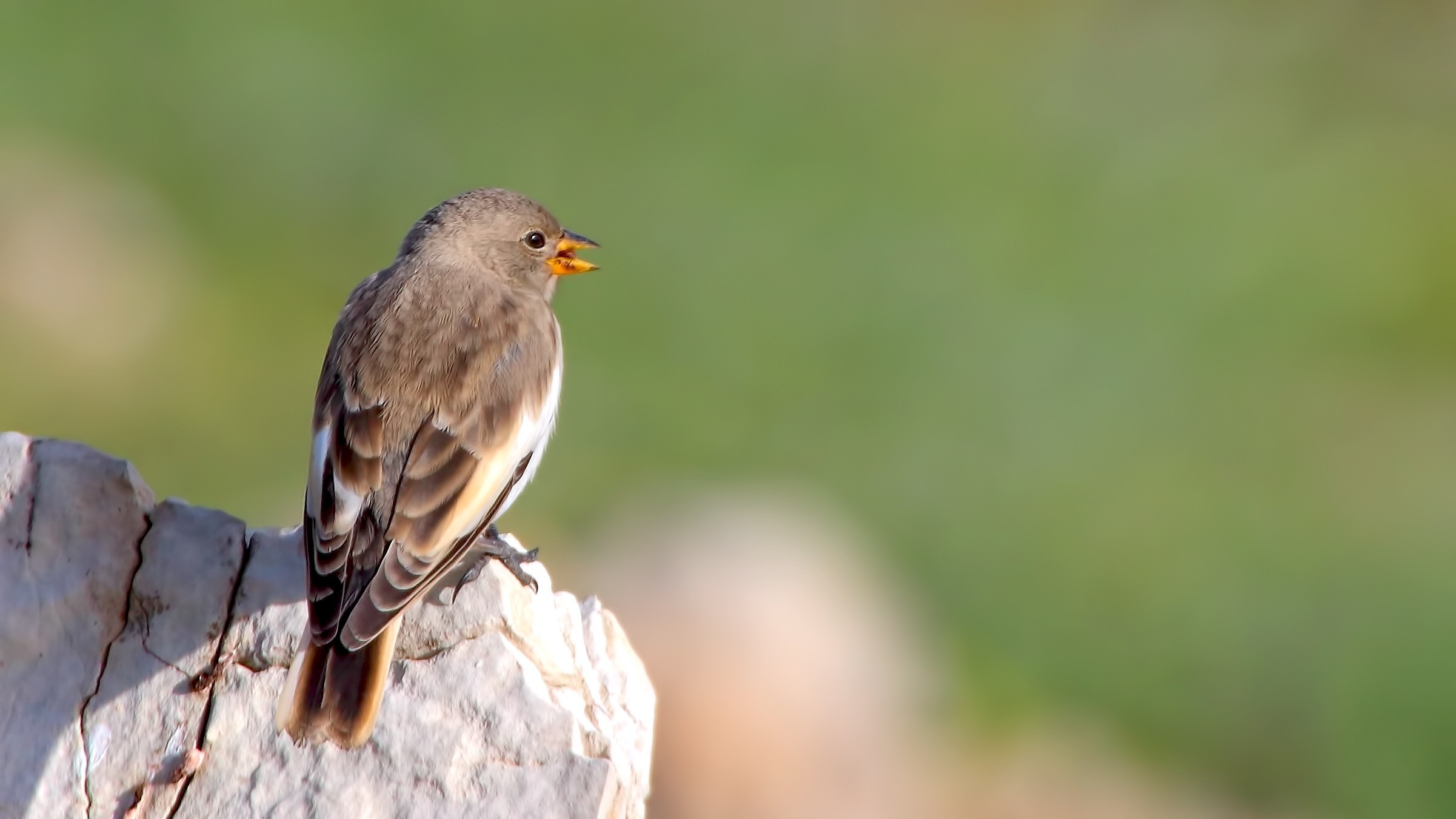 White-winged Snowfinch