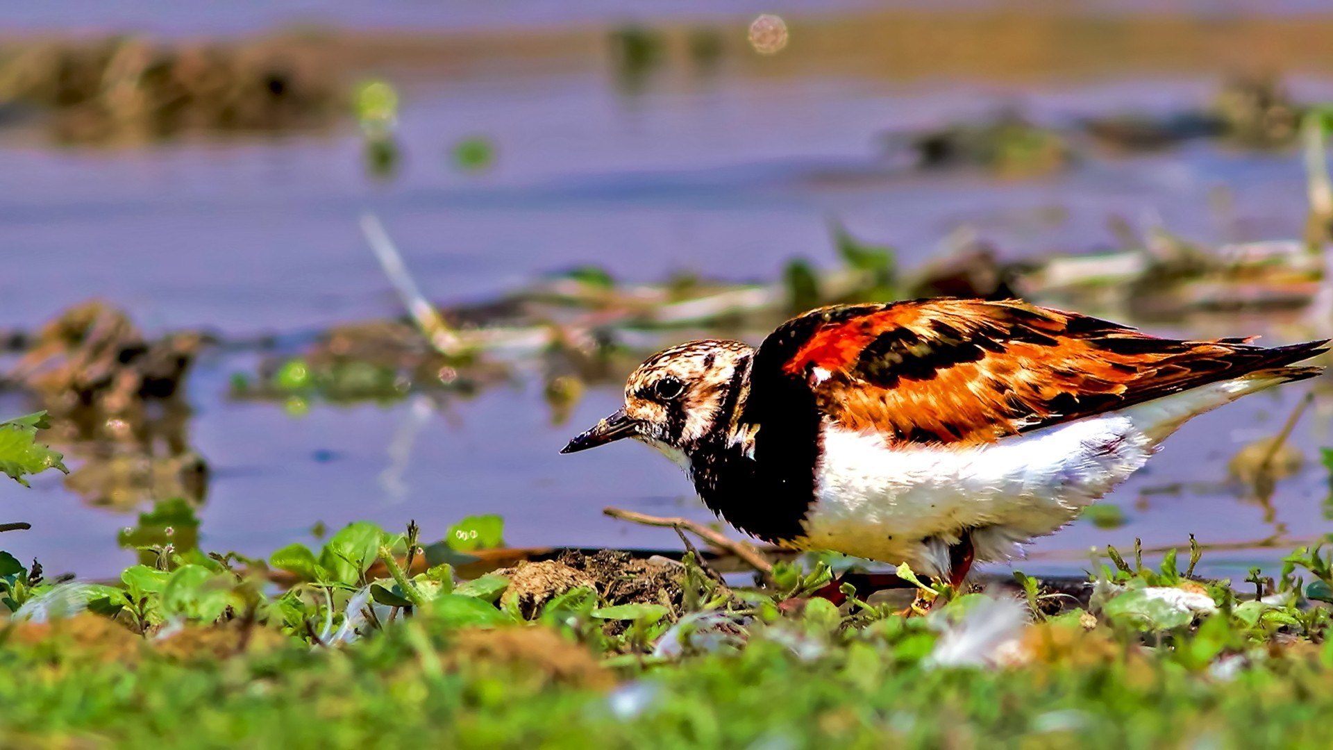 Ruddy Turnstone
