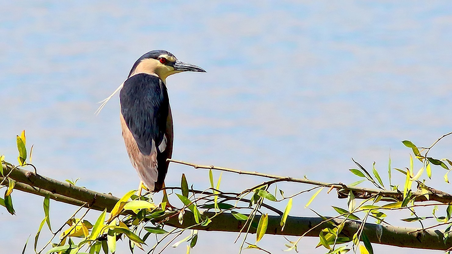 Black-crowned Night-heron