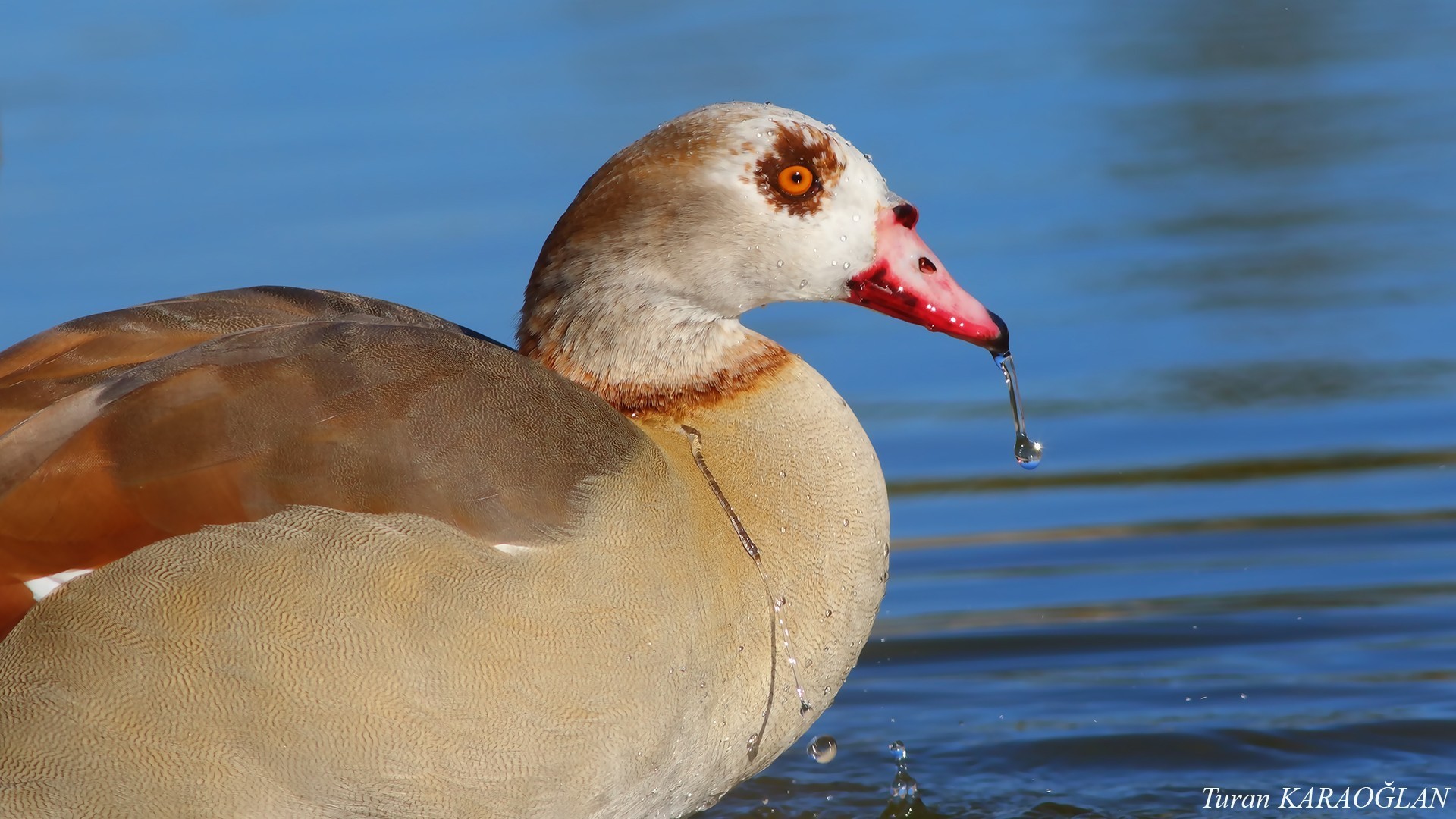 Egyptian Goose