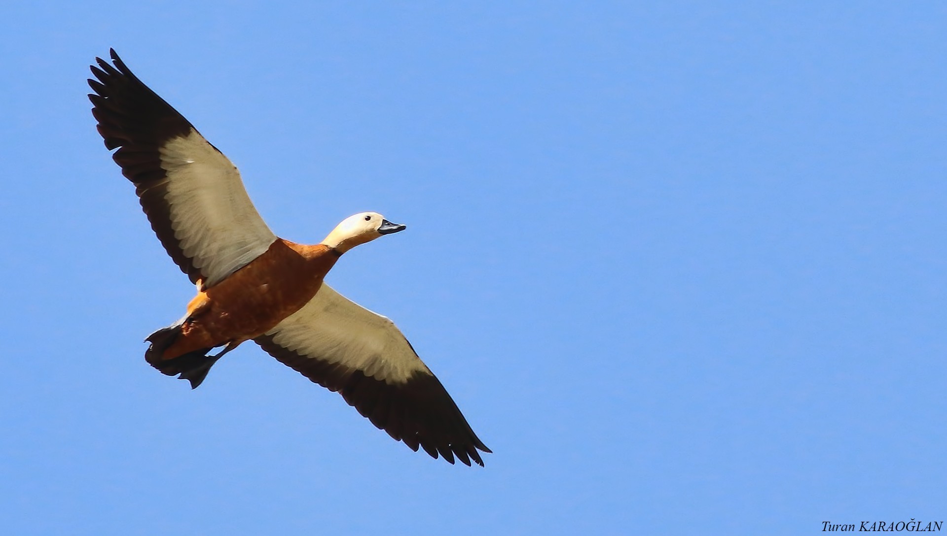 Ruddy Shelduck — Ana fotoğraf