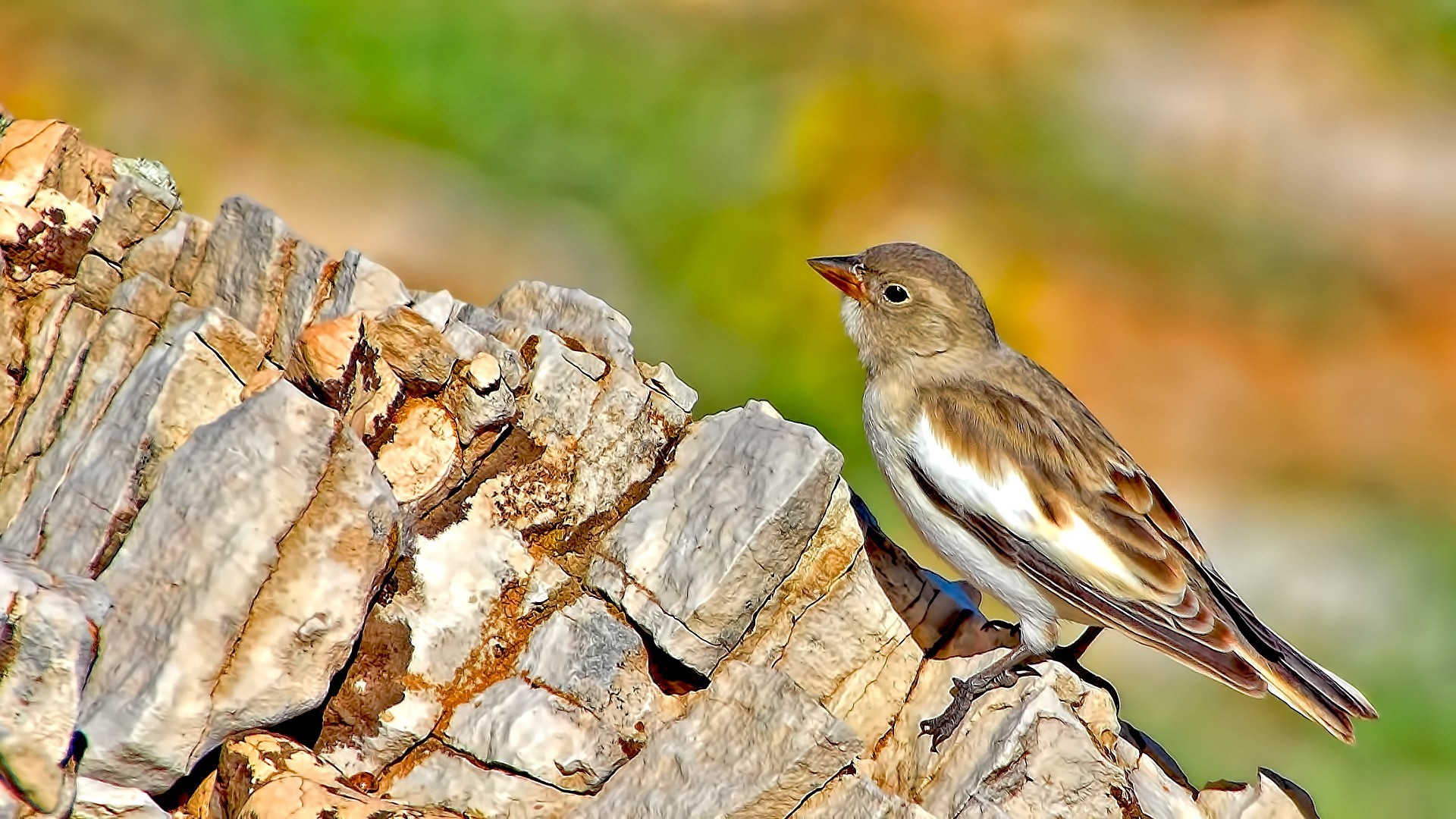 White-winged Snowfinch