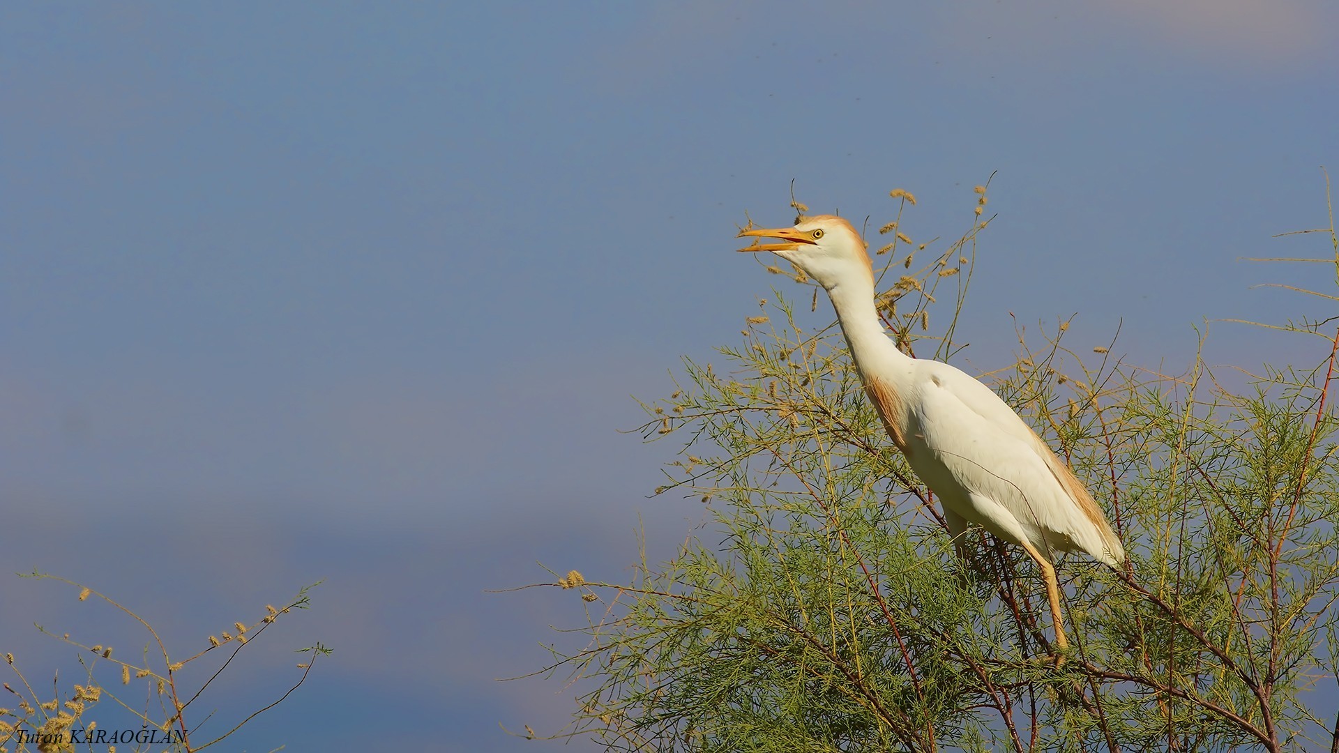Cattle Egret