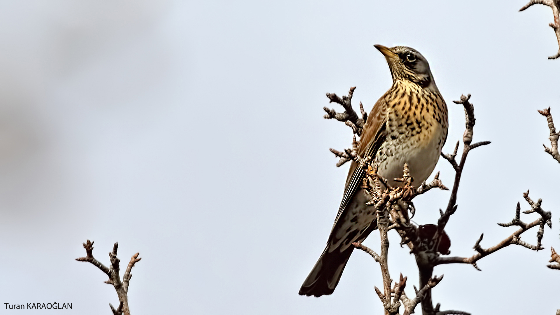 Fieldfare