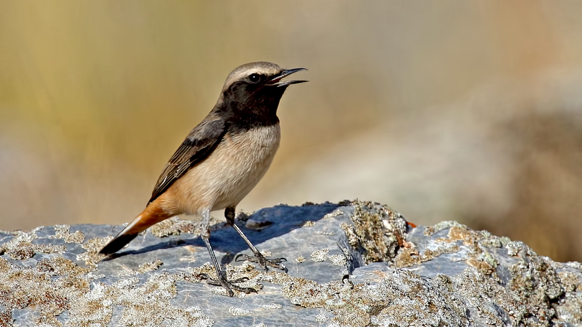 Kurdish Wheatear