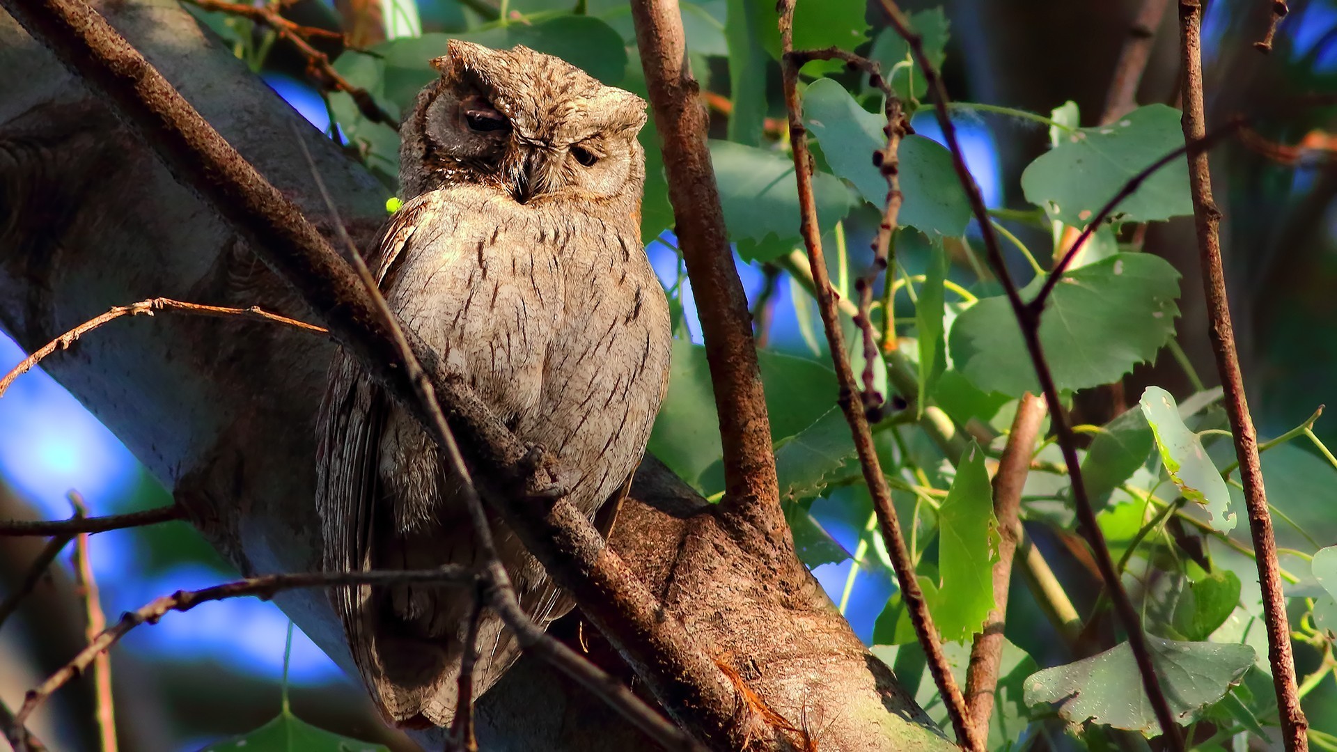 Pallid Scops-Owl