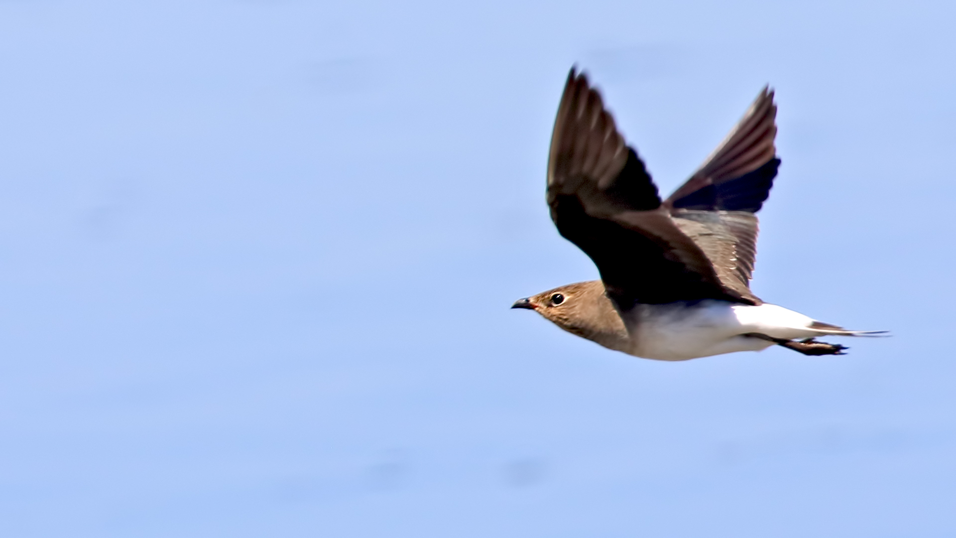 Black-winged Pratincole — Ana fotoğraf